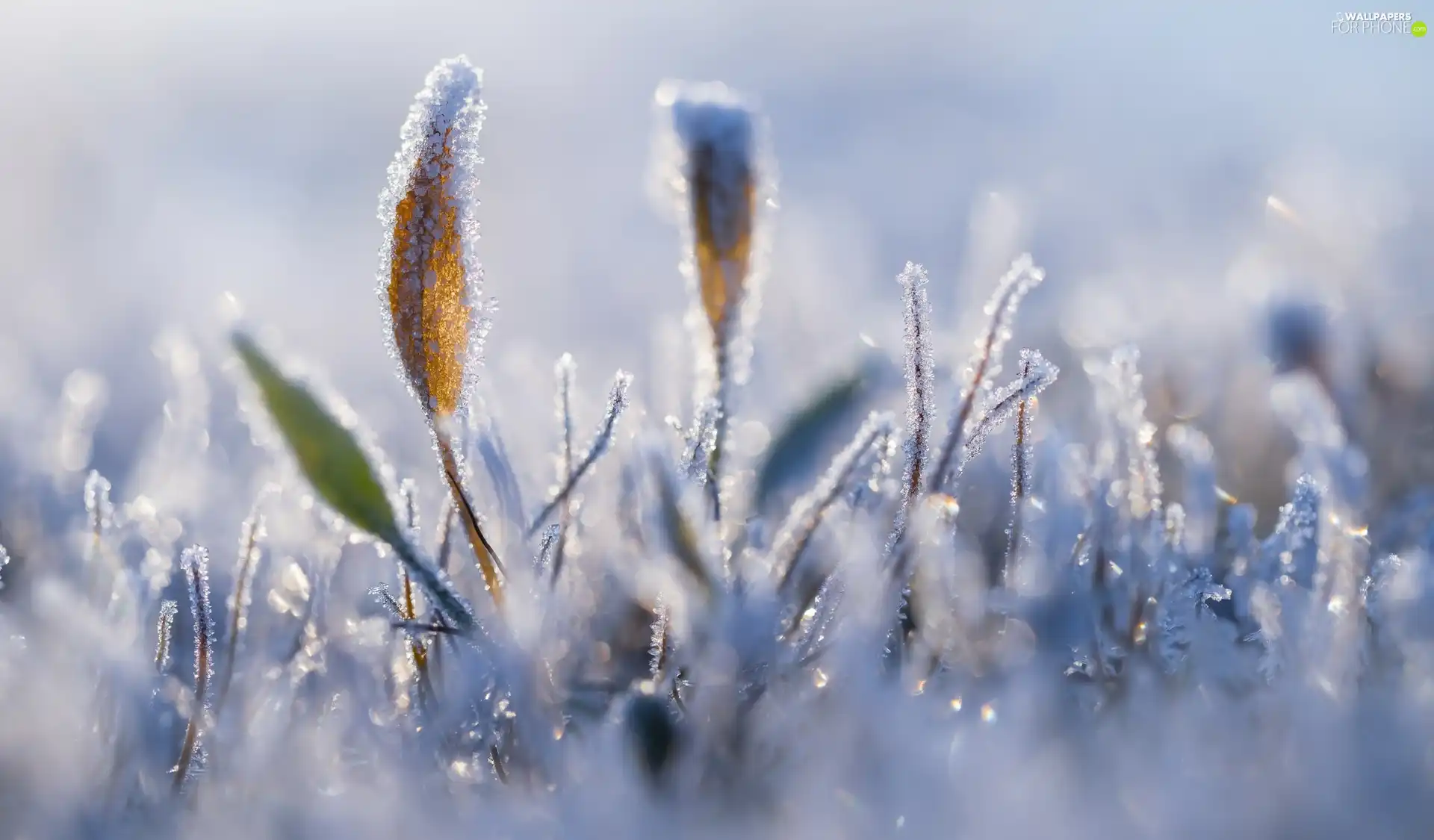 grass, glamour, winter, White frost