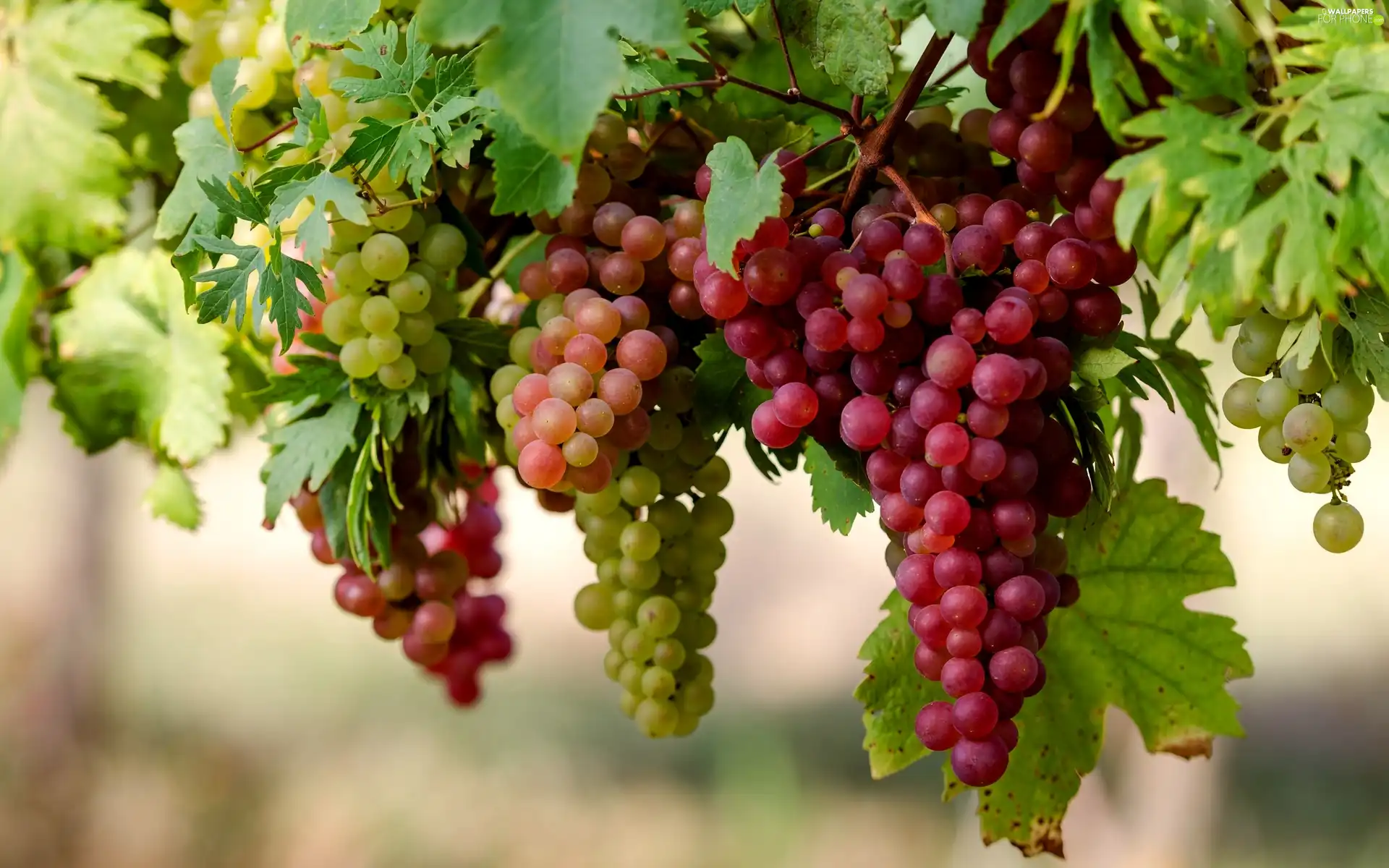 grapes, Mature, bunches