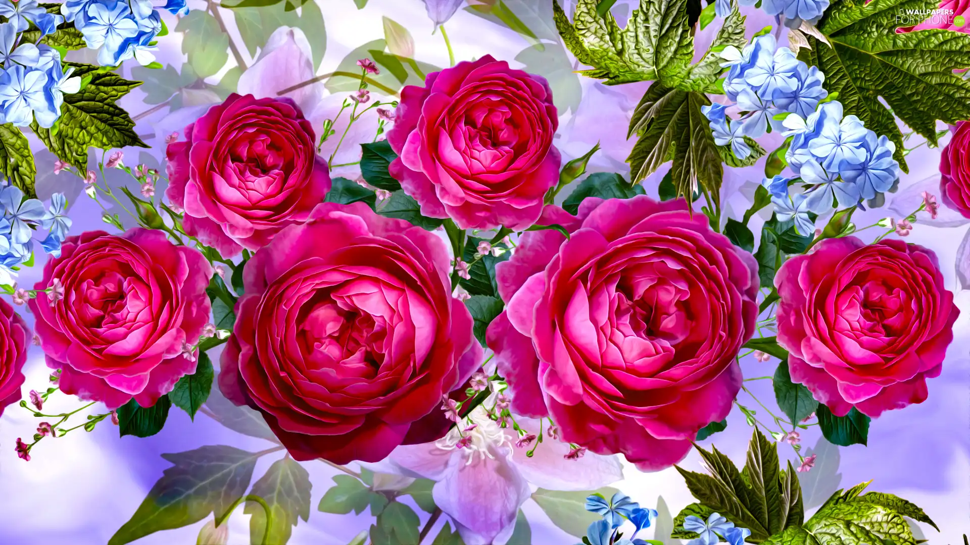 roses, graphics, developed, Pink, Flowers