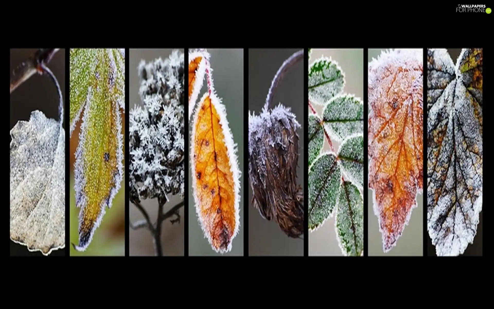 different, Leaf, graphics, frozen