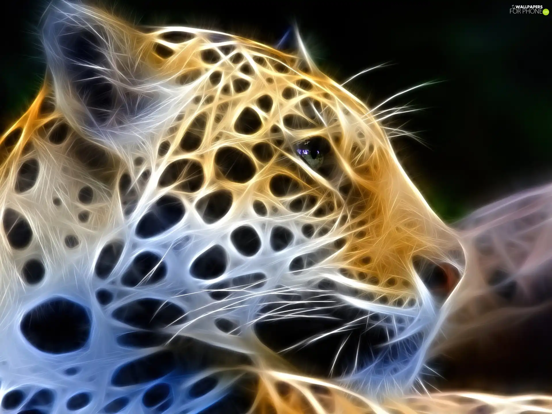 Leopards, graphics