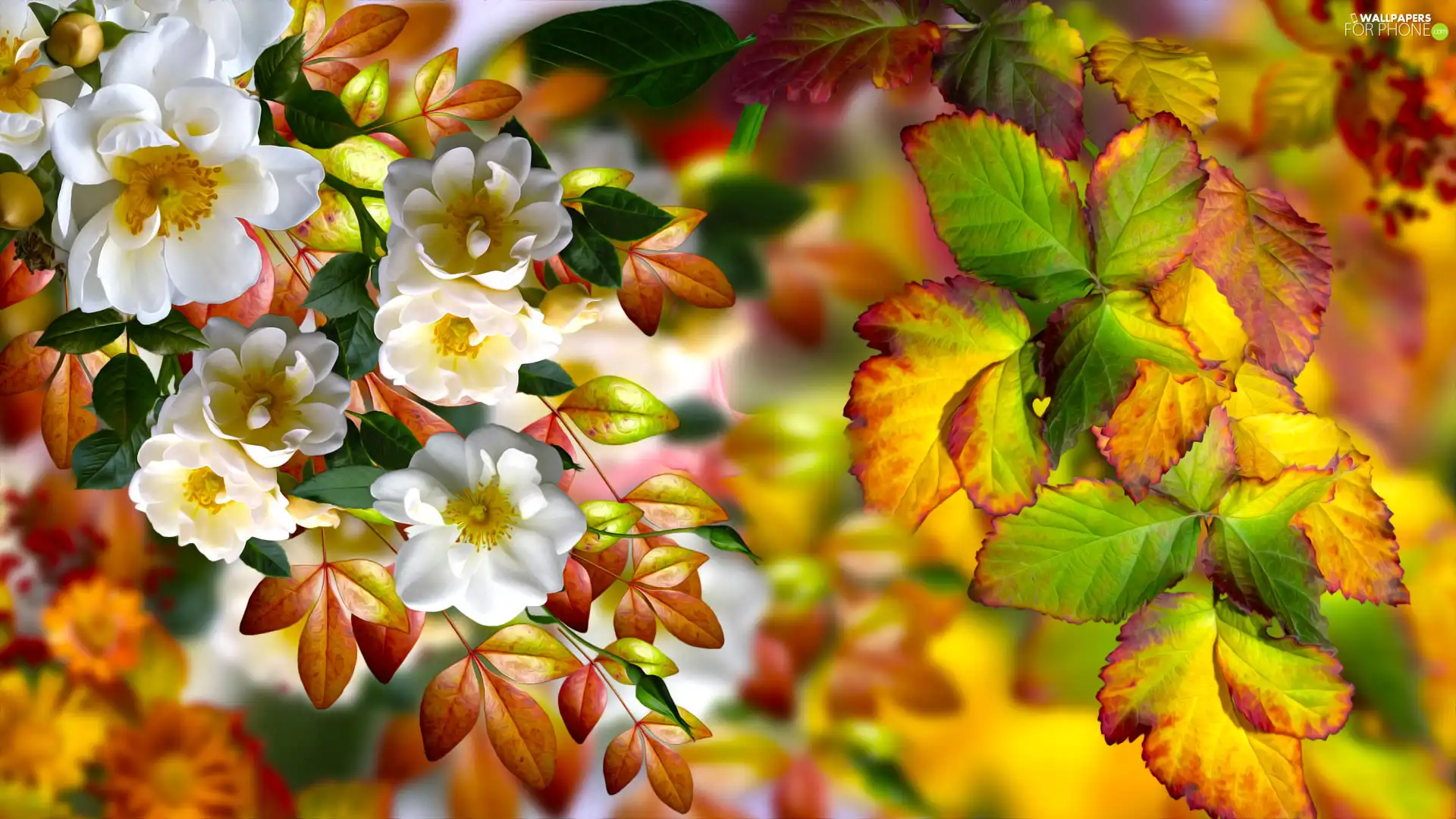 Briar, graphics, White, Flowers, Leaf