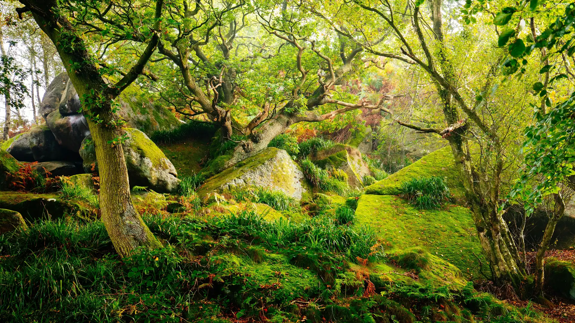 trees, forest, viewes, grass, County Derbyshire, England, Stones, Peak District National Park, Moss