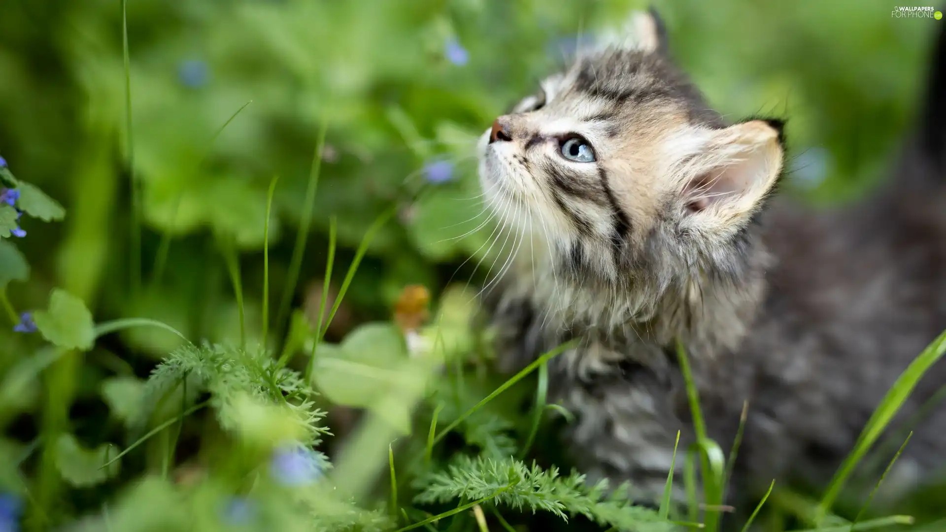 Eyes, grass, kitten, Blue, small