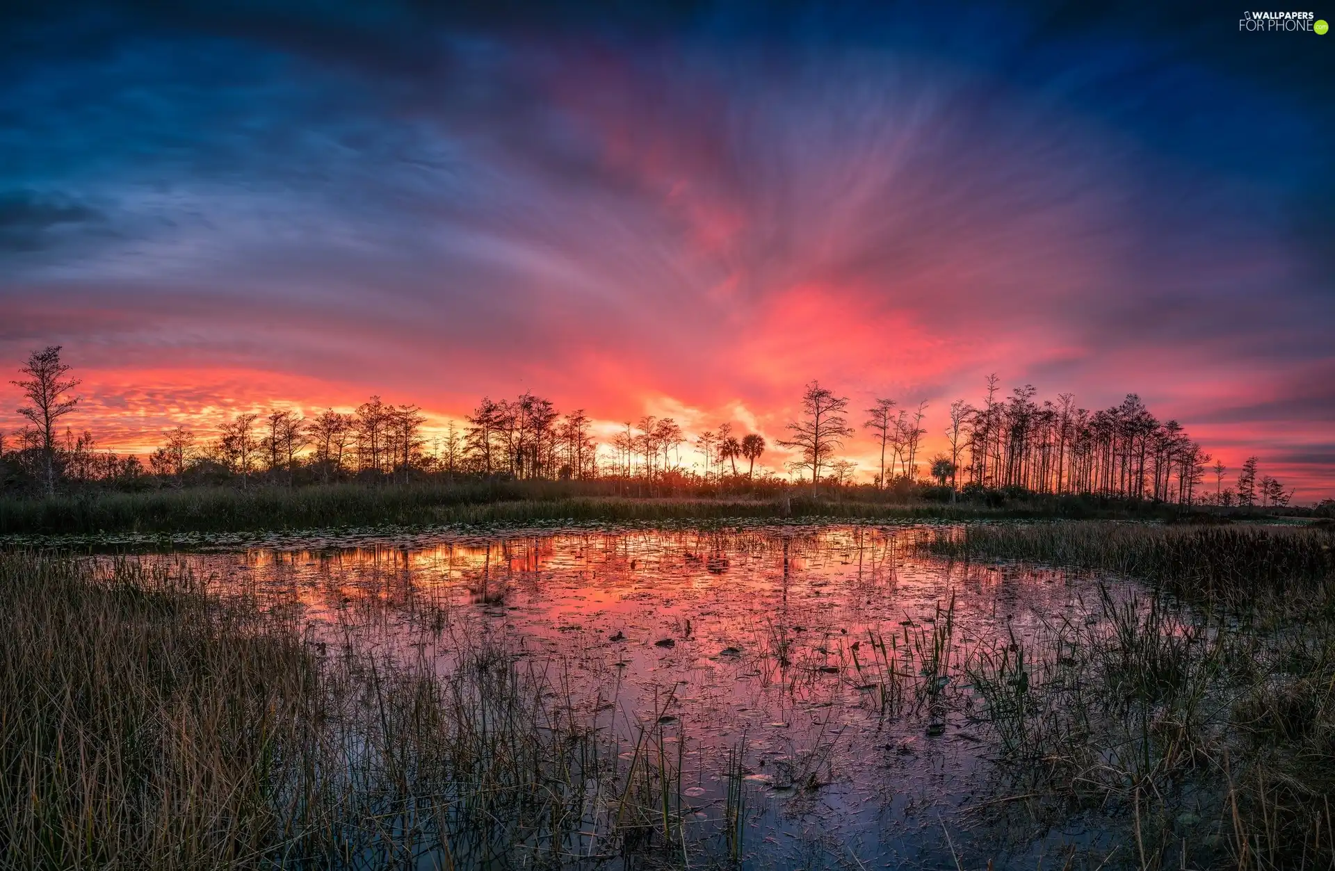 swamp, pool, grass, trees, reflection, Great Sunsets, Red, Sky, viewes