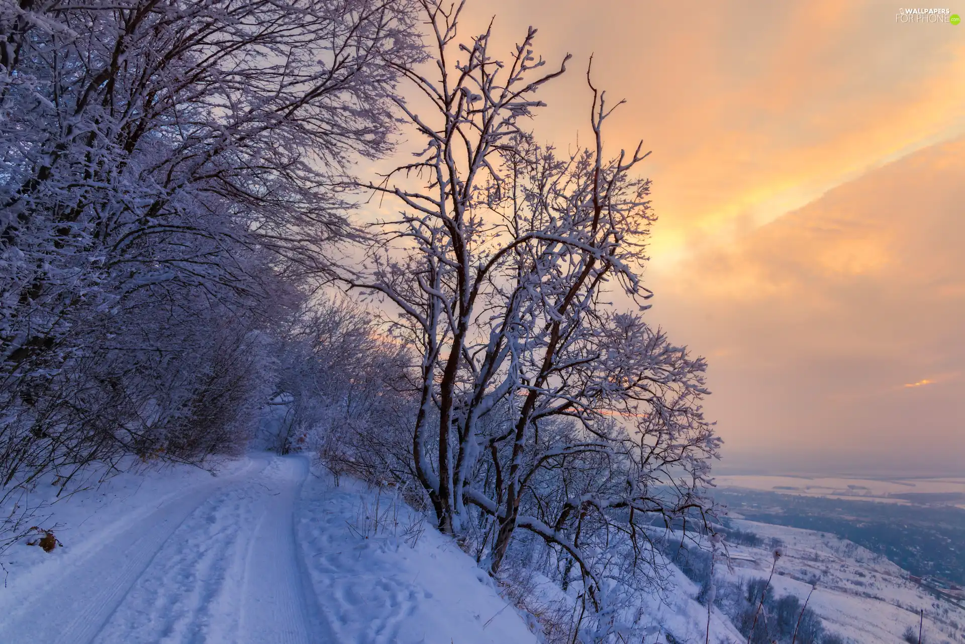 trees, winter, forest, Great Sunsets, viewes, Way
