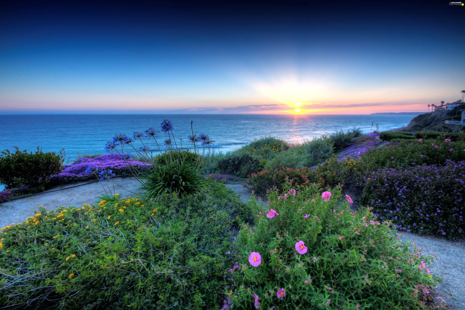 sea, Flowers, Great Sunsets, Coast