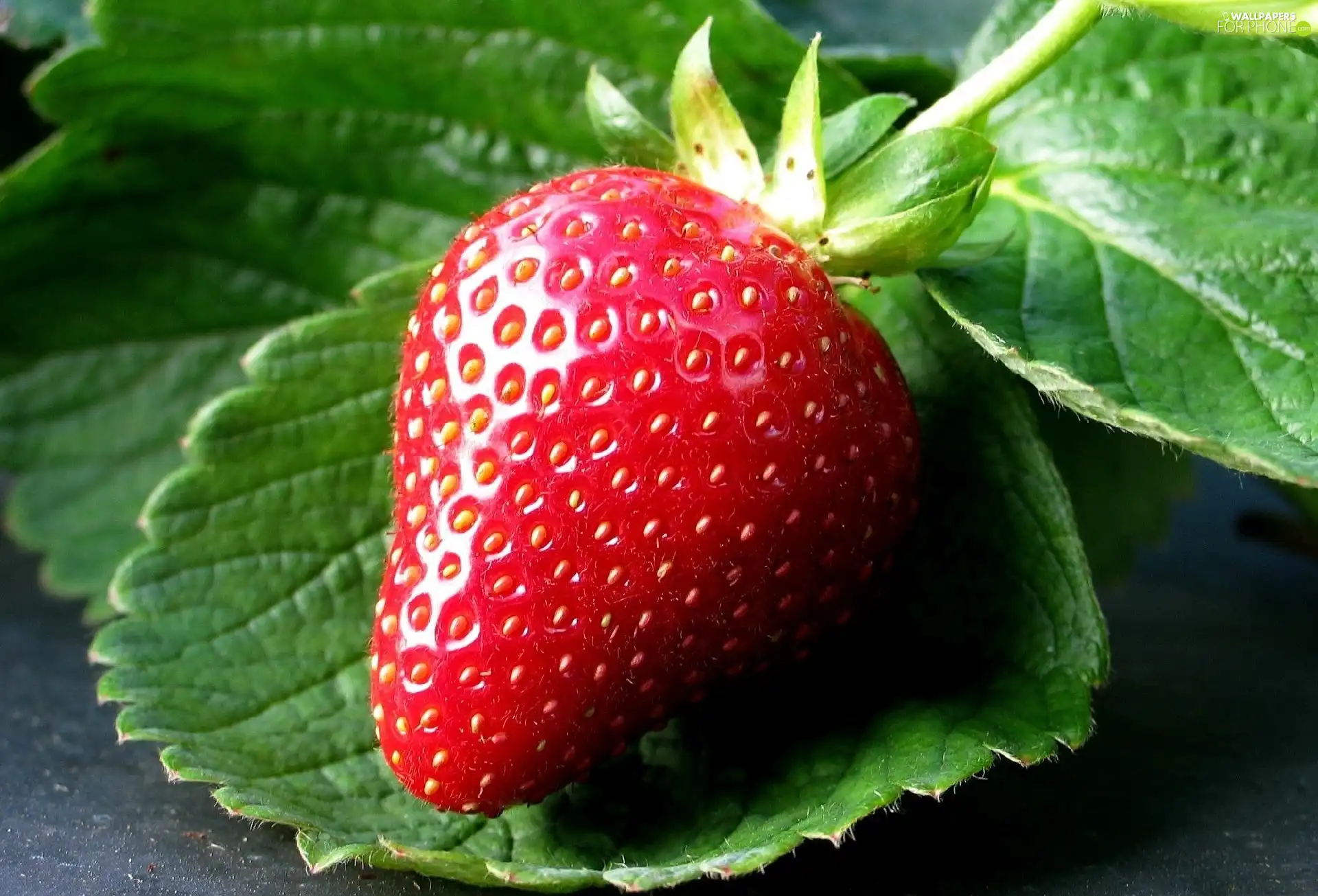 leaves, Strawberry, green ones