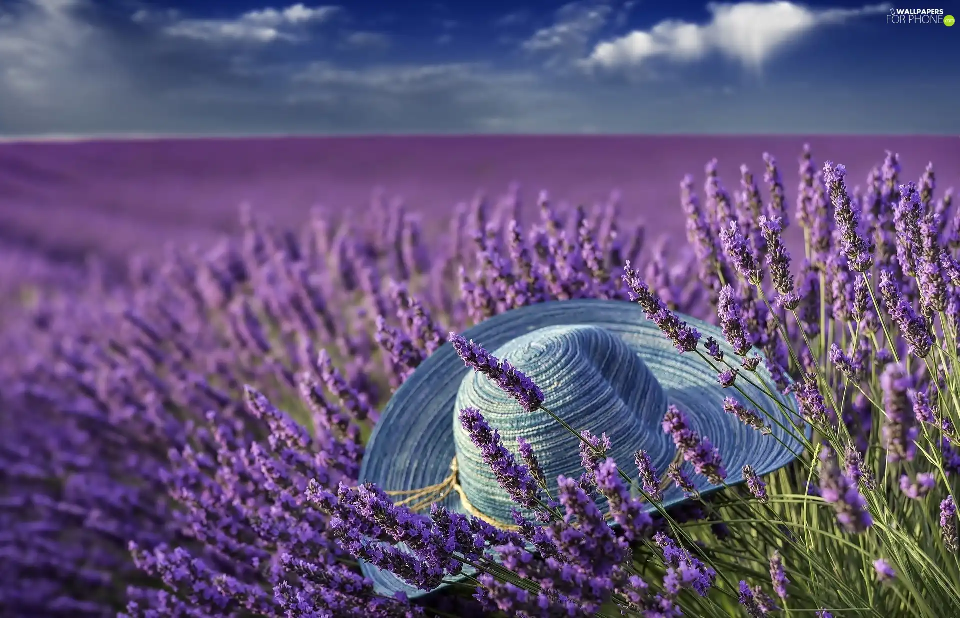 Hat, Field, lavender
