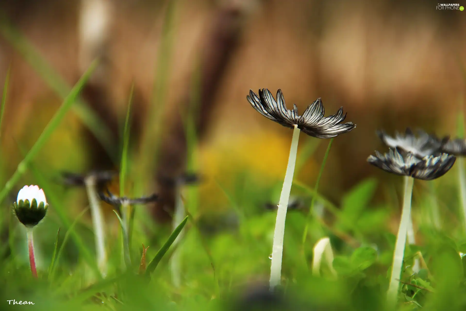 Mushrooms, leg, Hat, grass