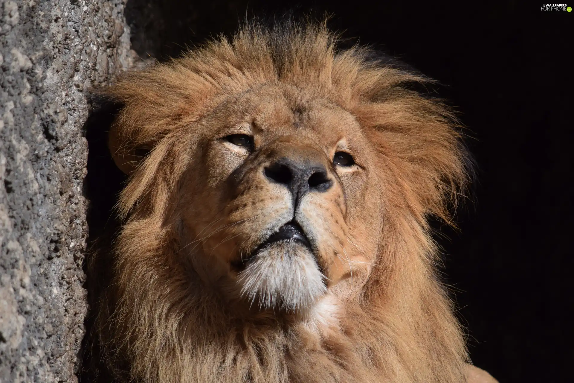 Head, thoughtful, Lion