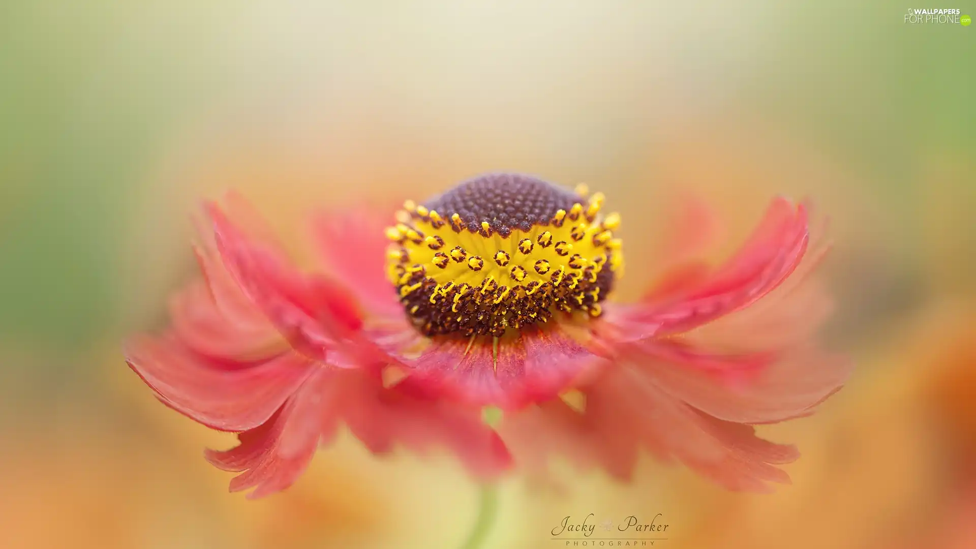 Red, Helenium, Close, Colourfull Flowers