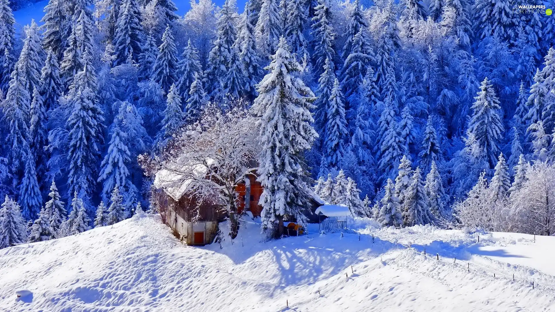 winter, small, Home, forest
