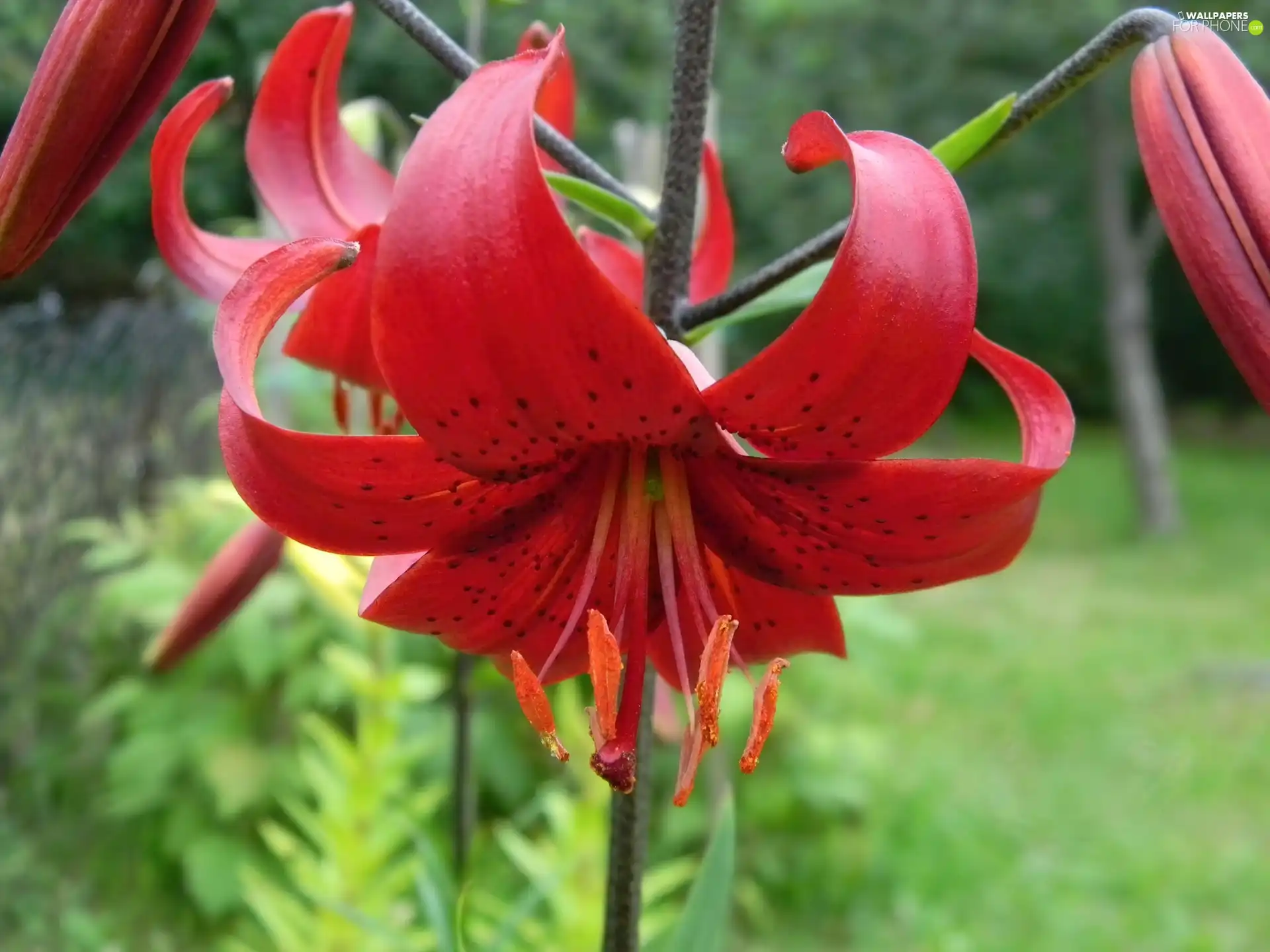 Lily, red hot
