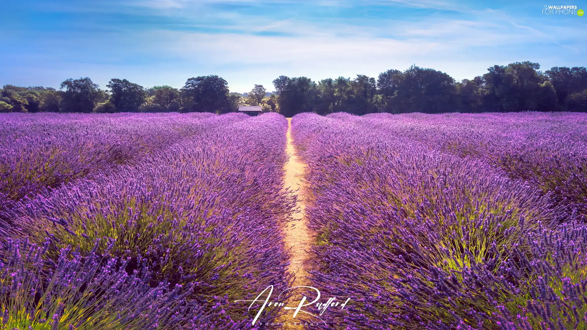 Path, Field, viewes, house, trees, lavender