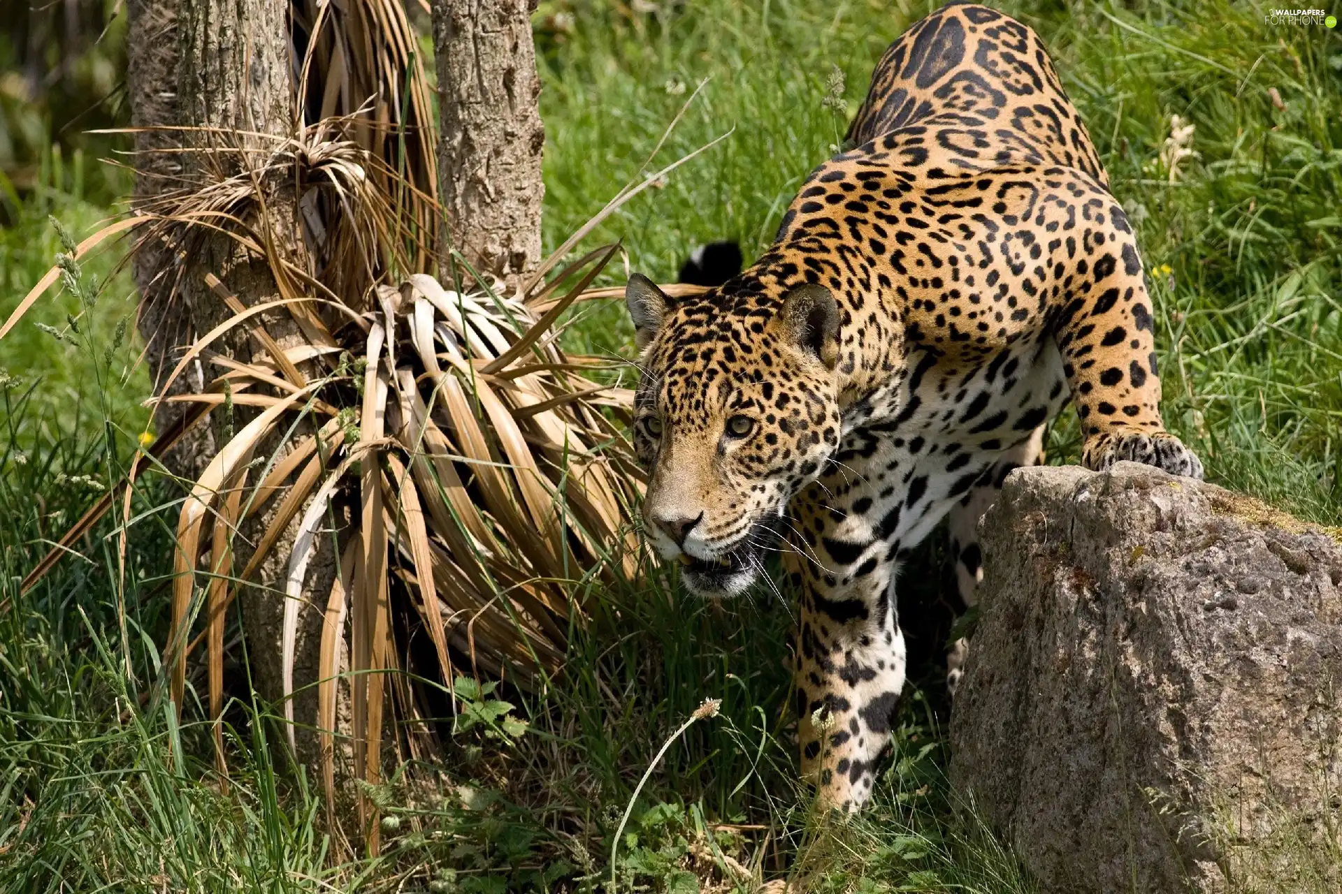 hunting, Jaguar, Stone