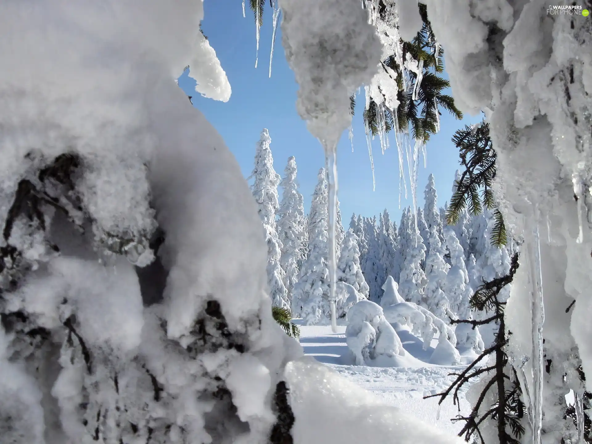 icicle, ice, Snowy, Spruces, forest