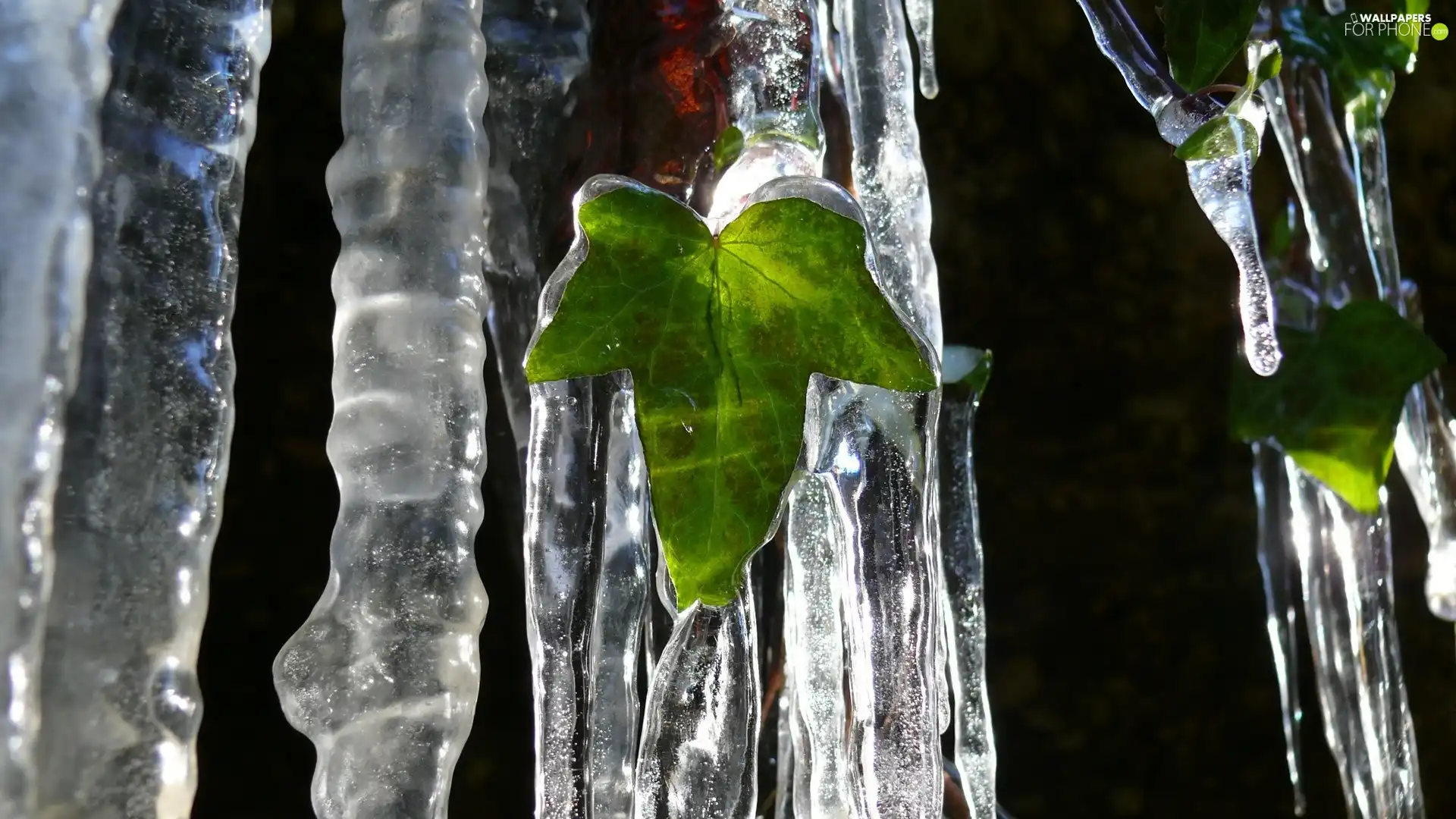 Leaf, icicle