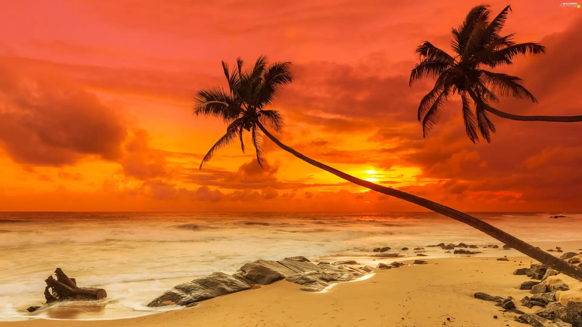 sea, Great Sunsets, inclined, Palms, Beaches
