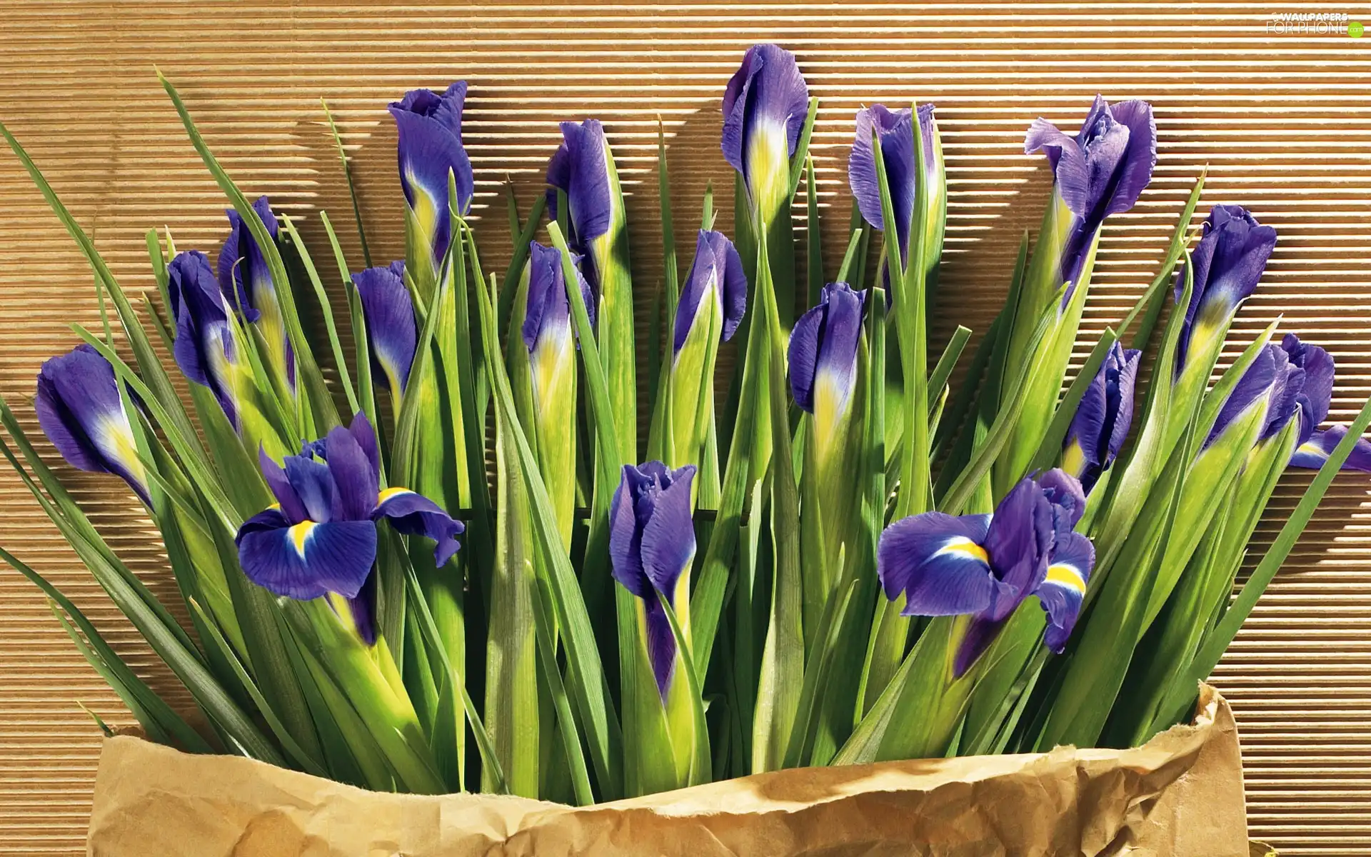 irises, bouquet, violet