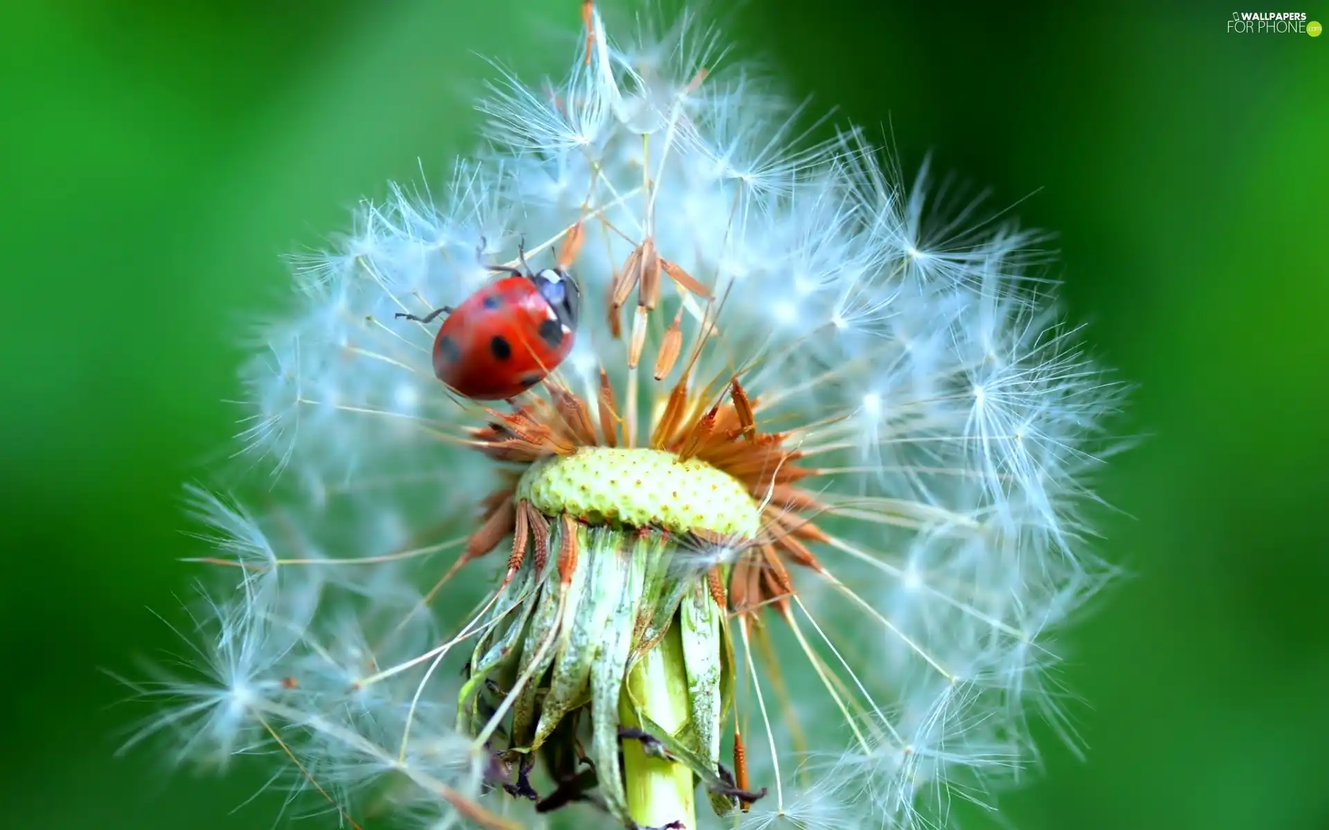 ladybird, Common Dandelion