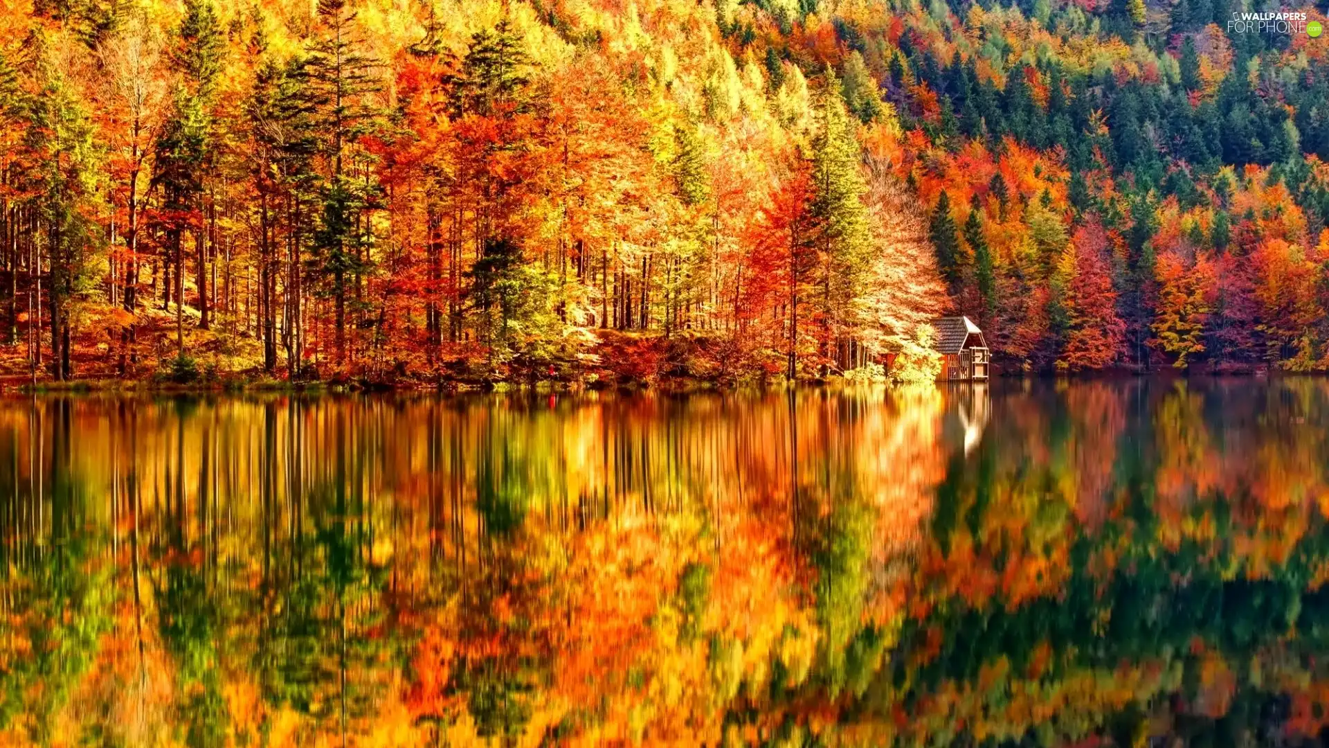 lake, autumn, forest