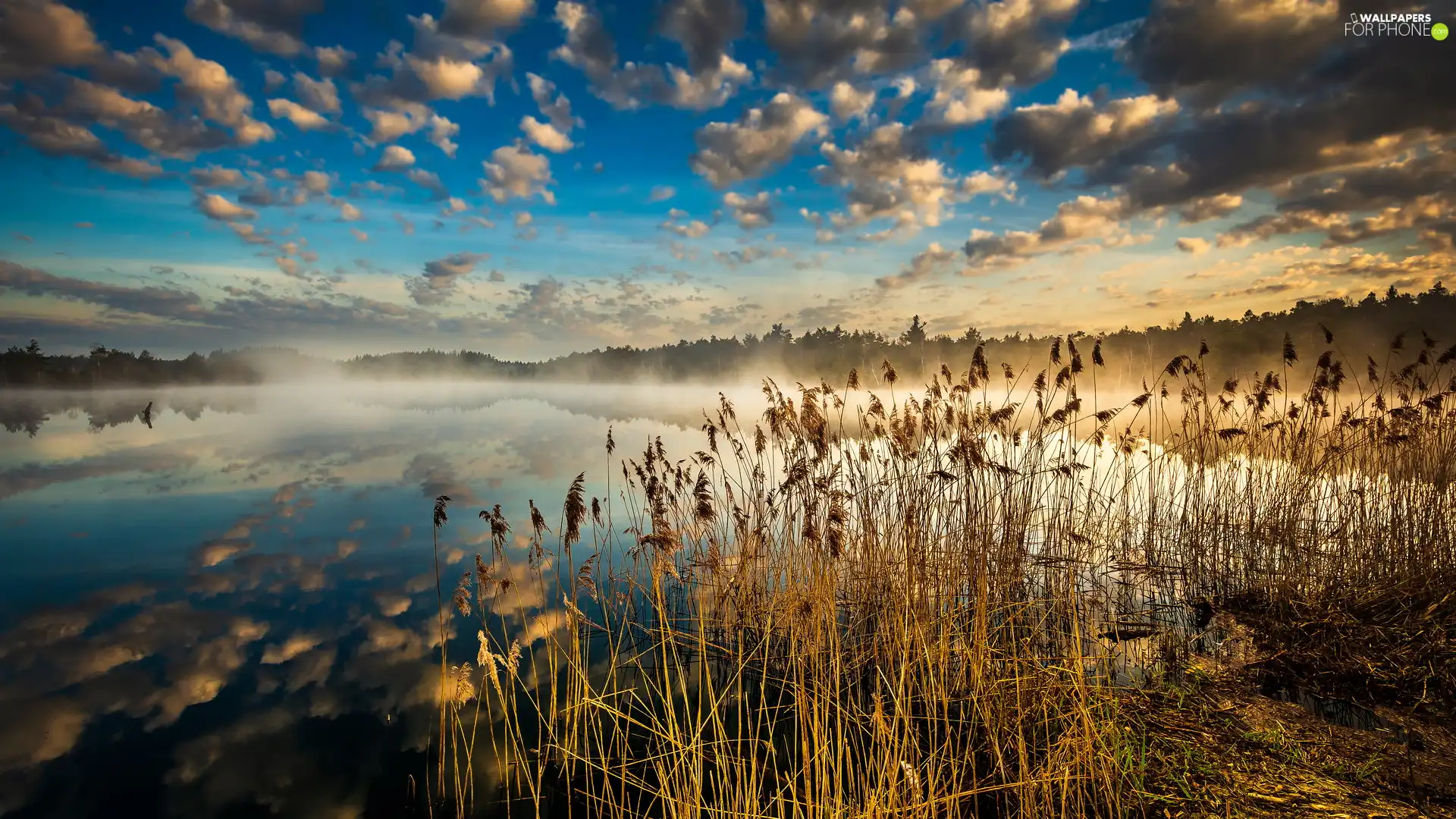 Fog, grass, reflection, lake, rushes, clouds, Sunrise