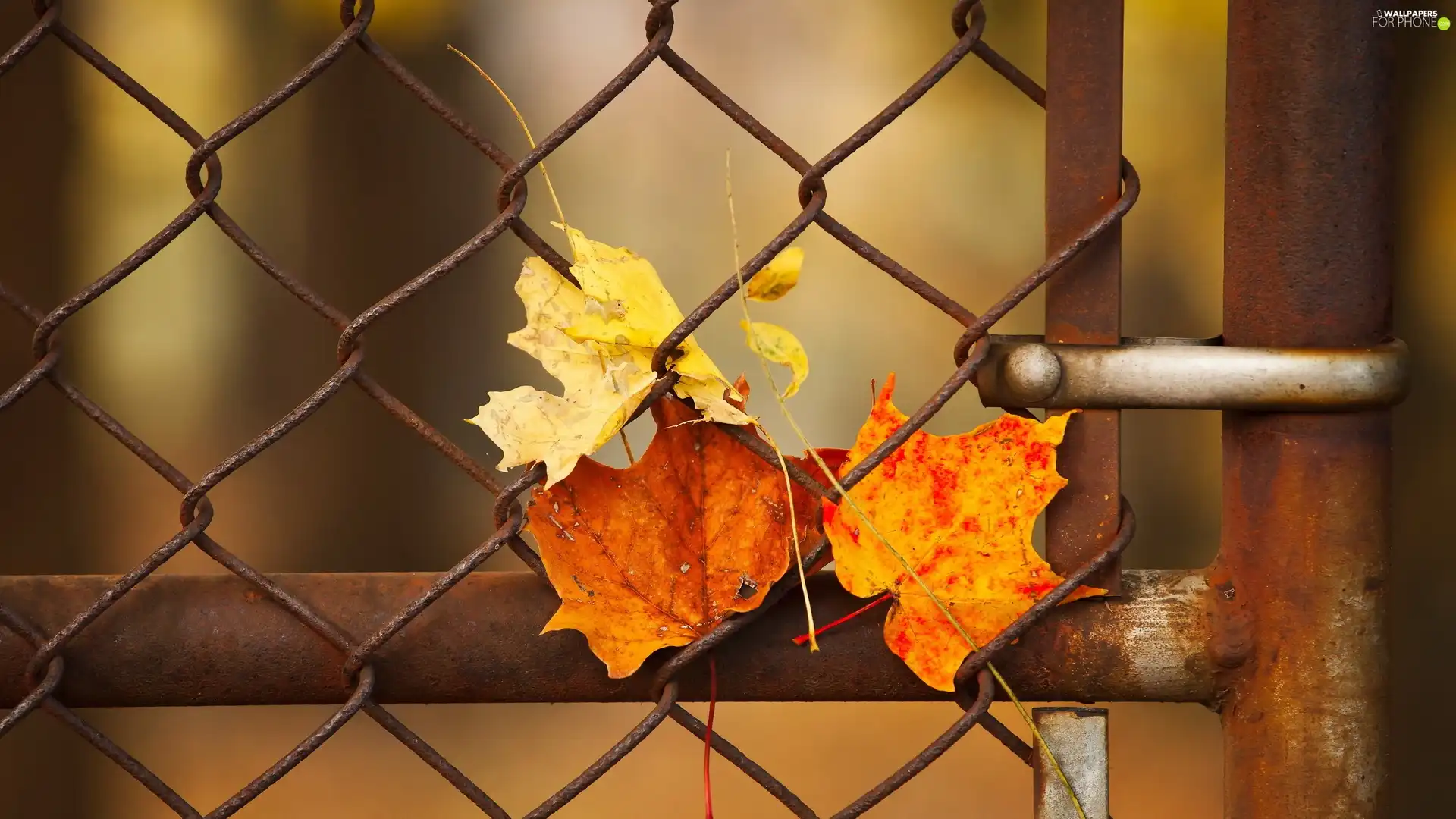 Leaf, fence, Autumn