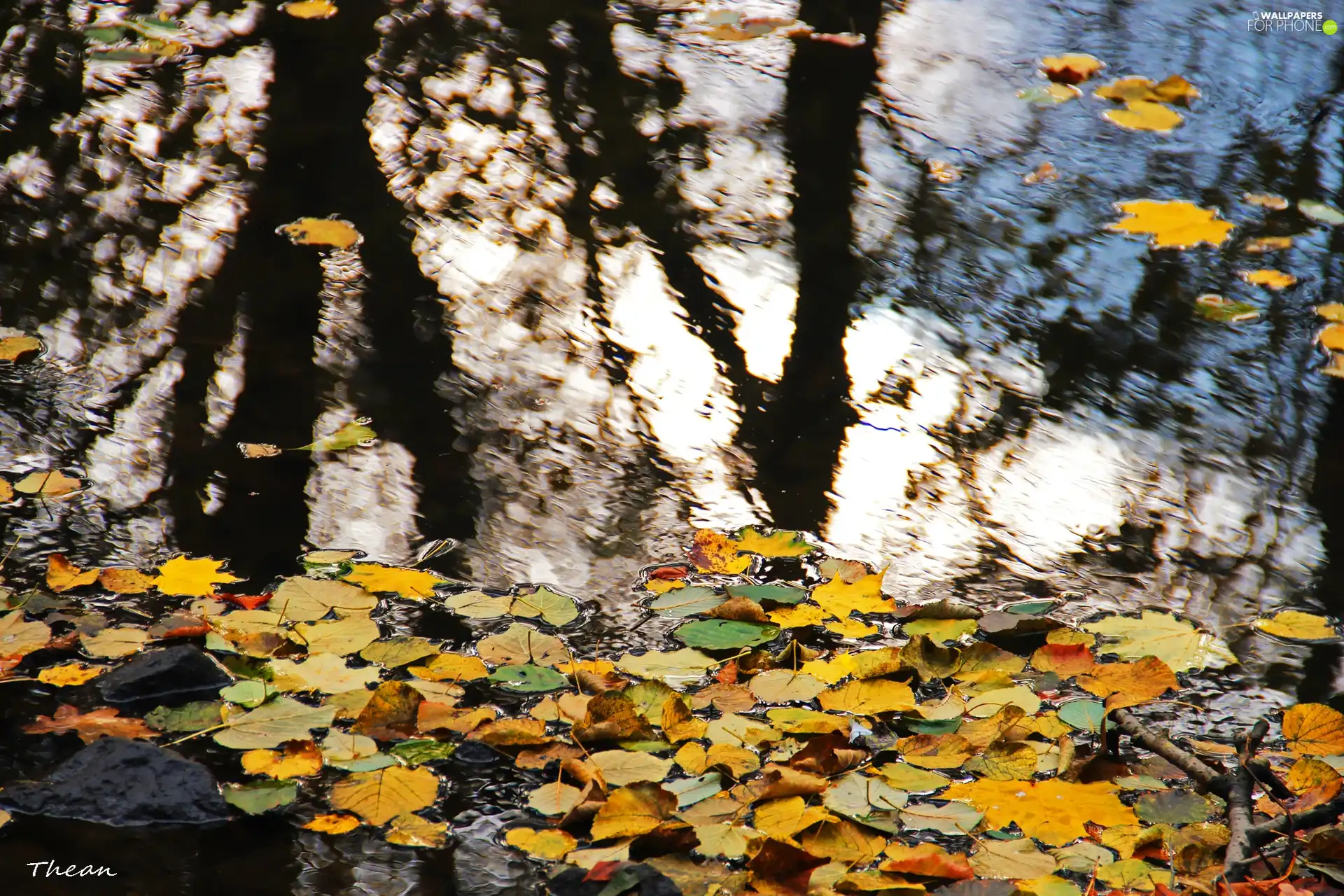 Leaf, autumn, reflection, Yellow, lake