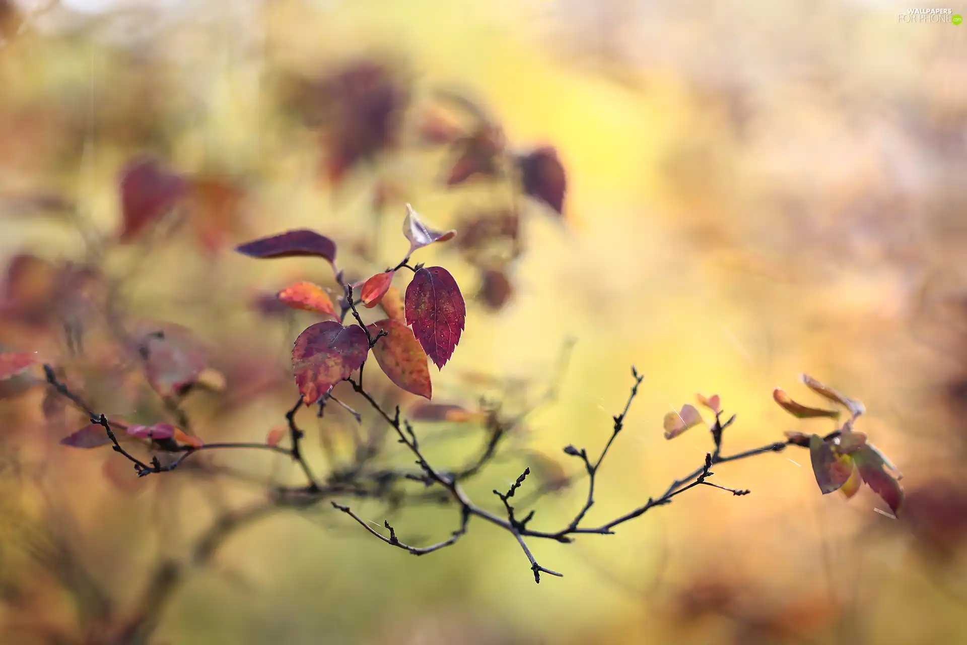 twig, Leaf, blurry background, Autumn
