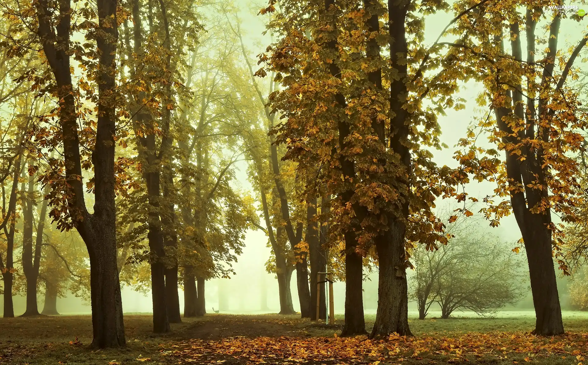 Park, autumn, fallen, Leaf, Fog, chestnut