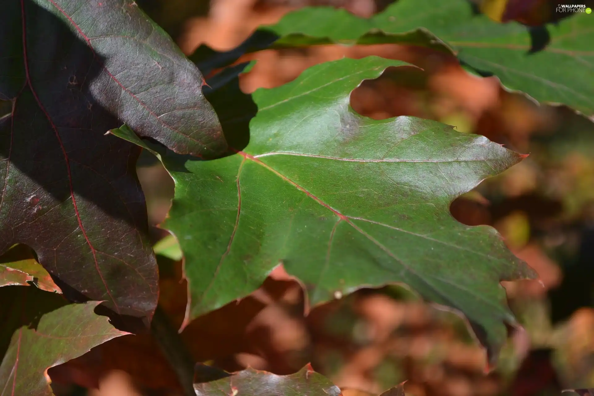 oak, green ones, Leaf
