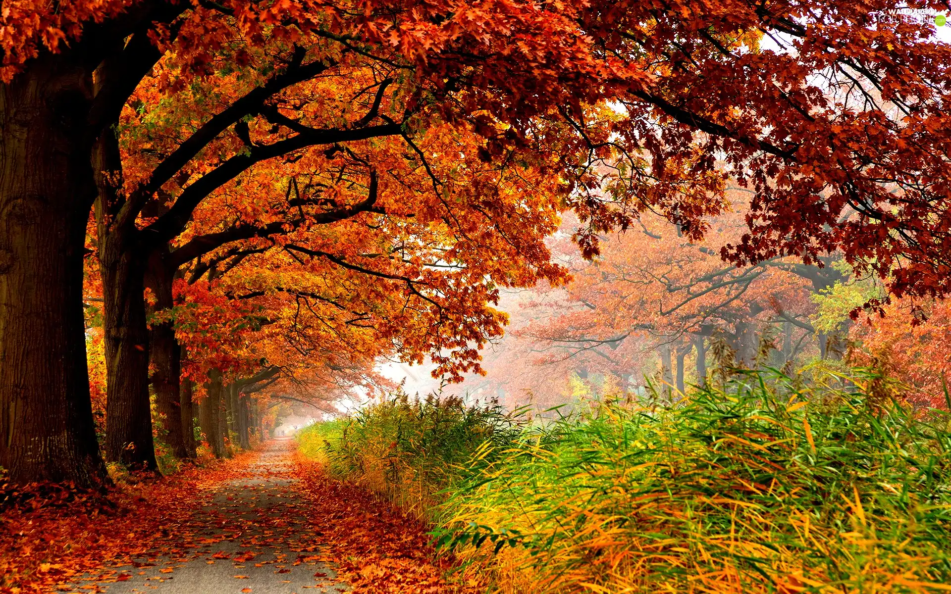 Leaf, lane, trees, viewes, color