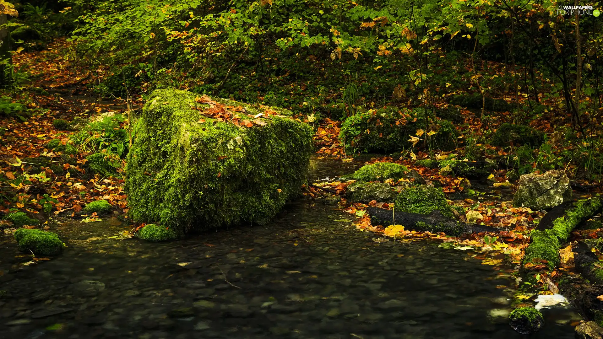 mossy, forest, Leaf, Stones
