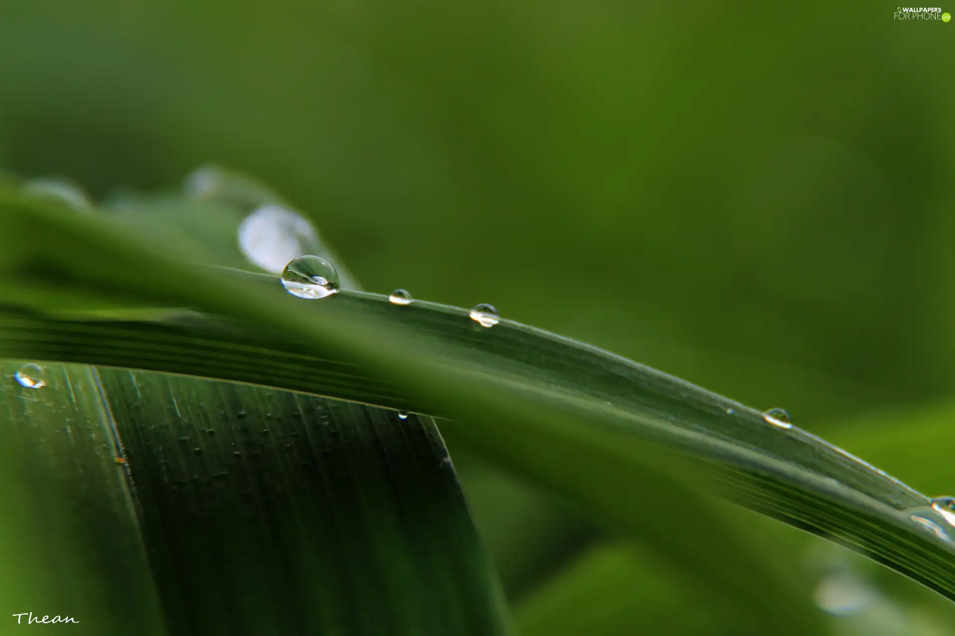 Leaf, drops, Rain