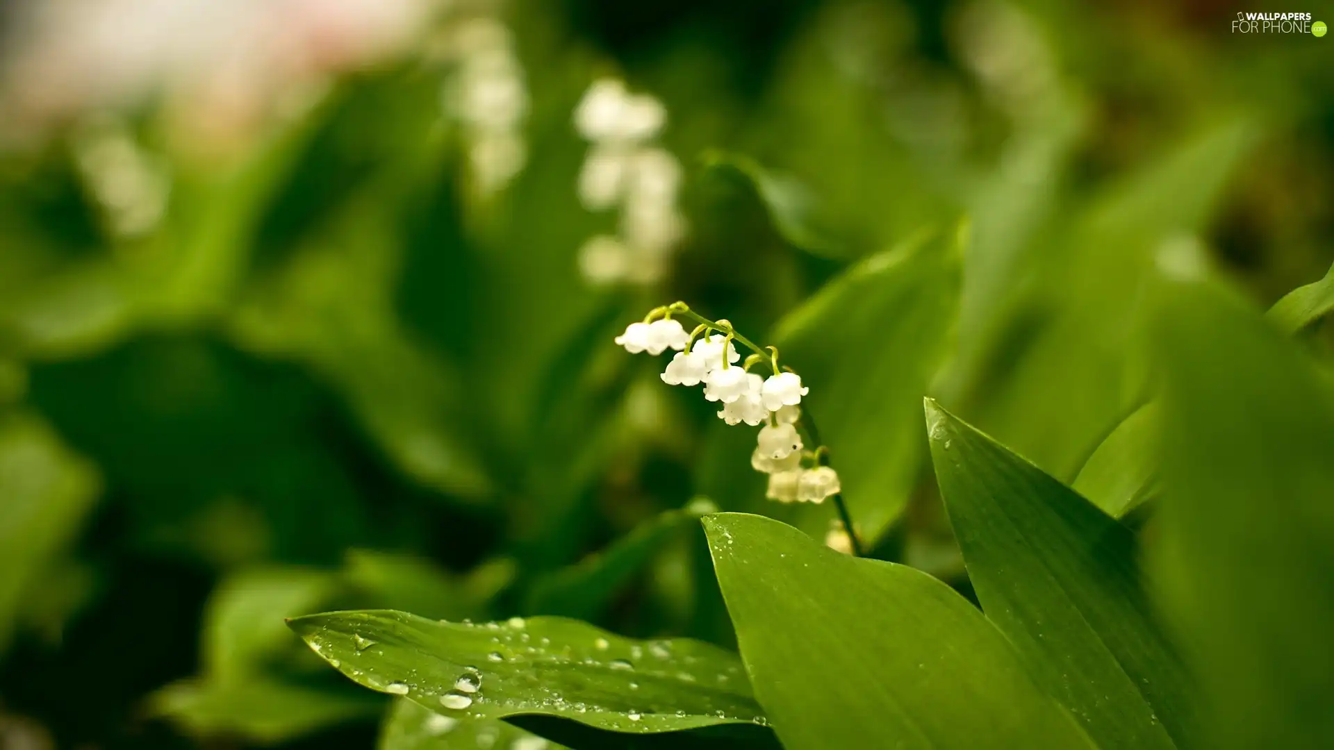 dew, lily of the Valley, Leaf
