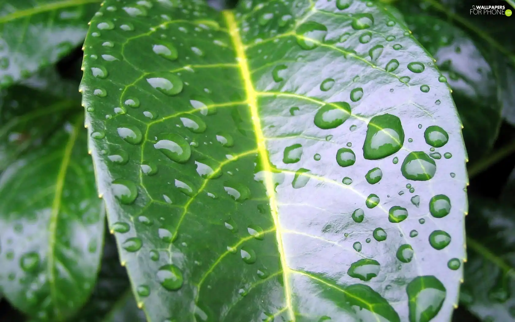 leaf, Green, wet