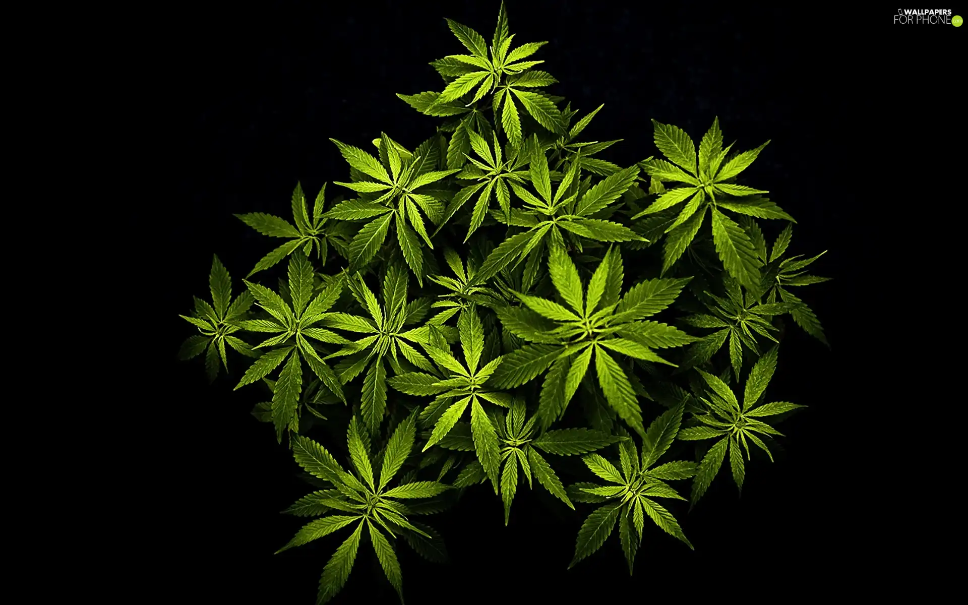 marijuana, green ones, leaves