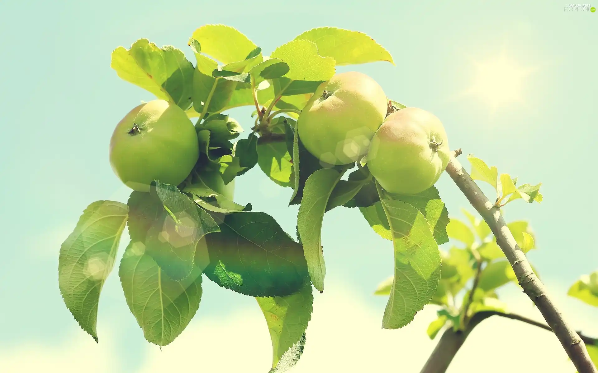 leaves, sun, branch, green ones, apples