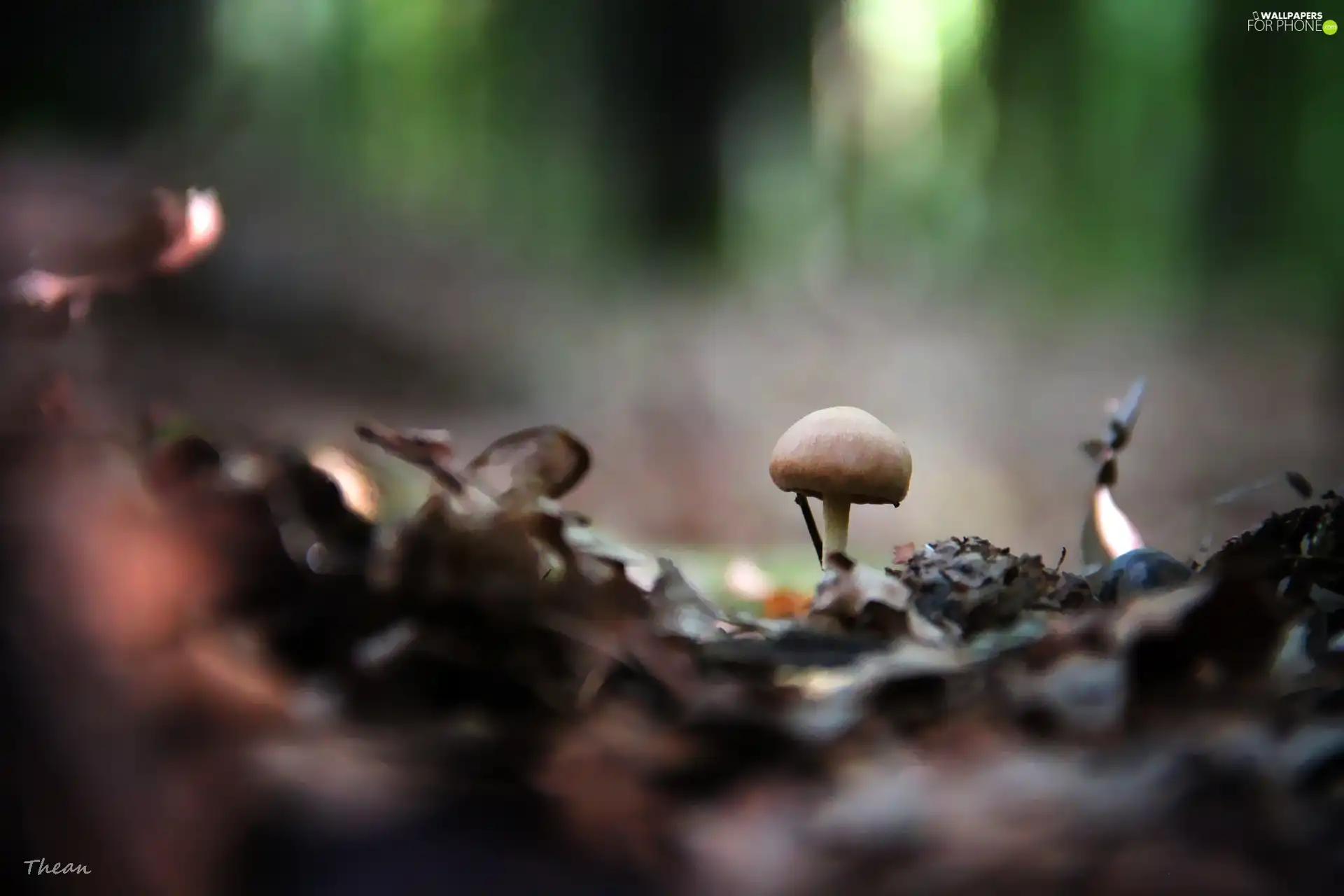Little, Hat, leg, mushroom