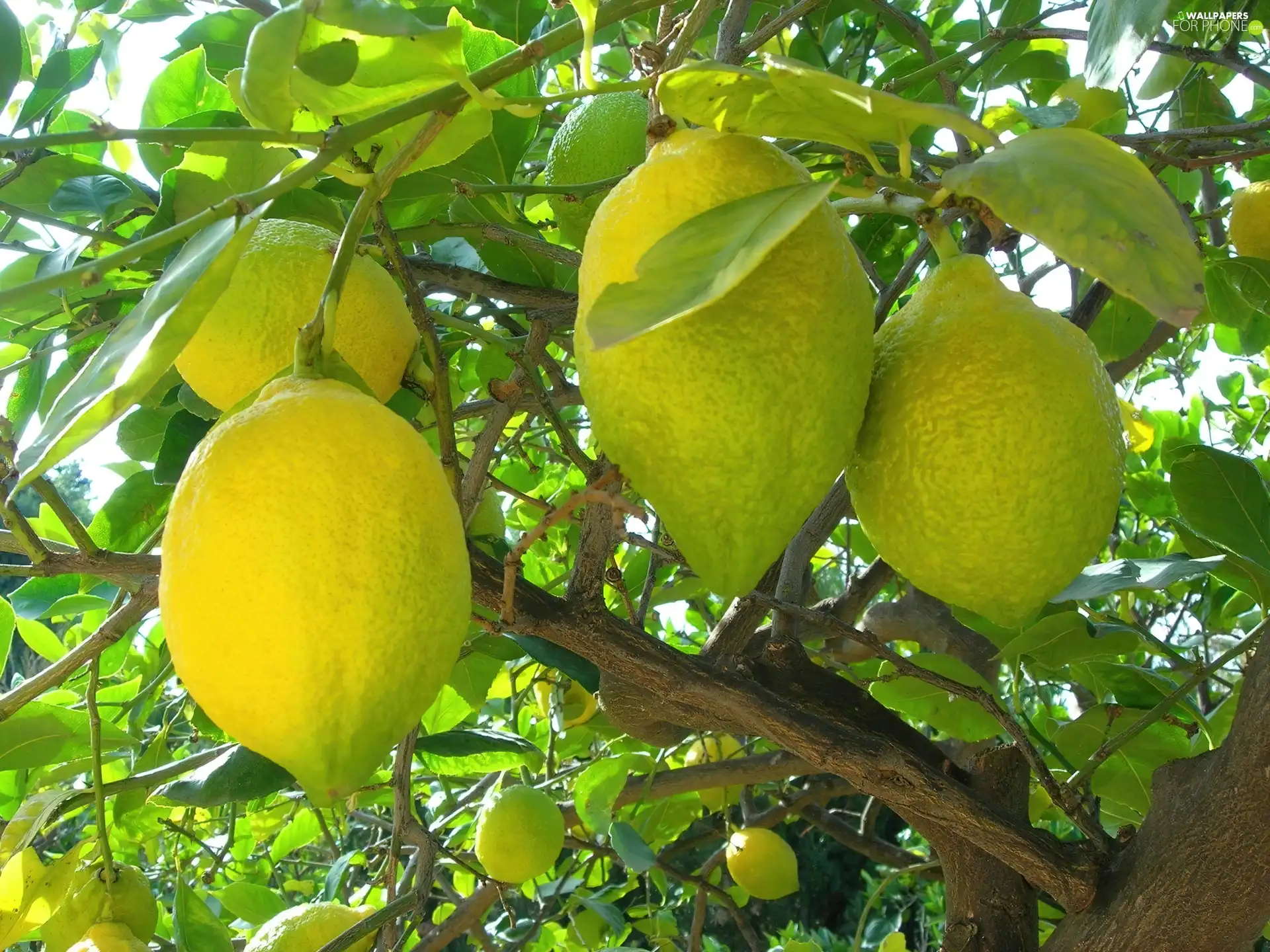 lemons, trees, citrus