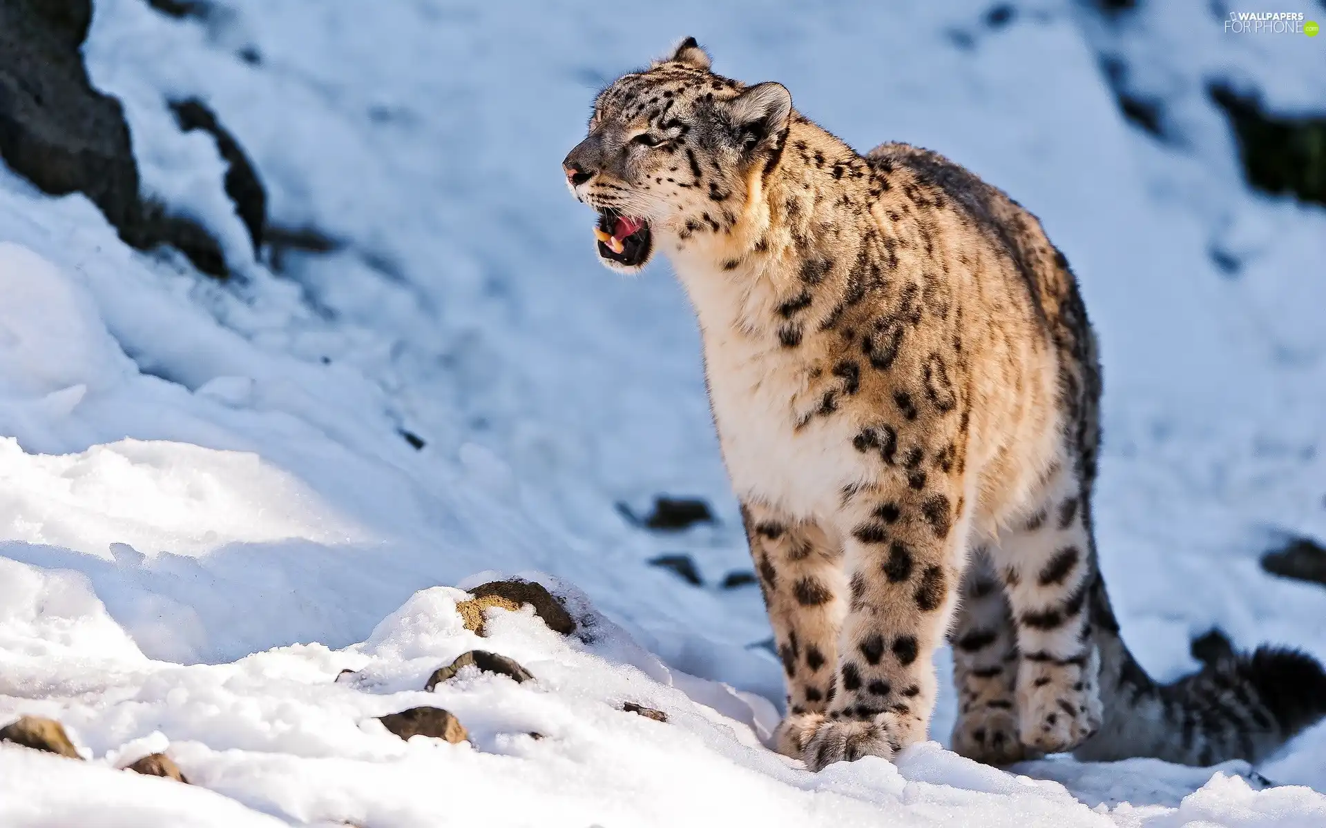 winter, snow leopard