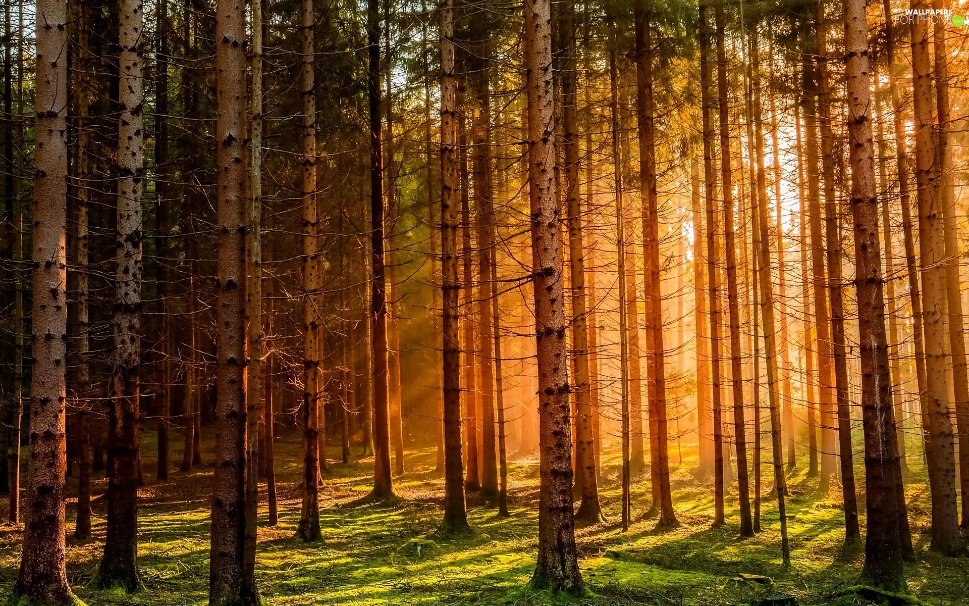 light breaking through sky, Great Sunsets, forest