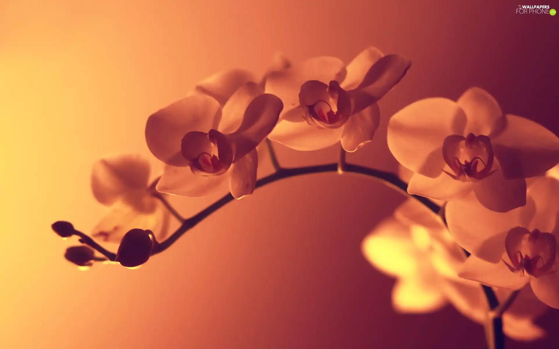 orchids, shadow, light, twig