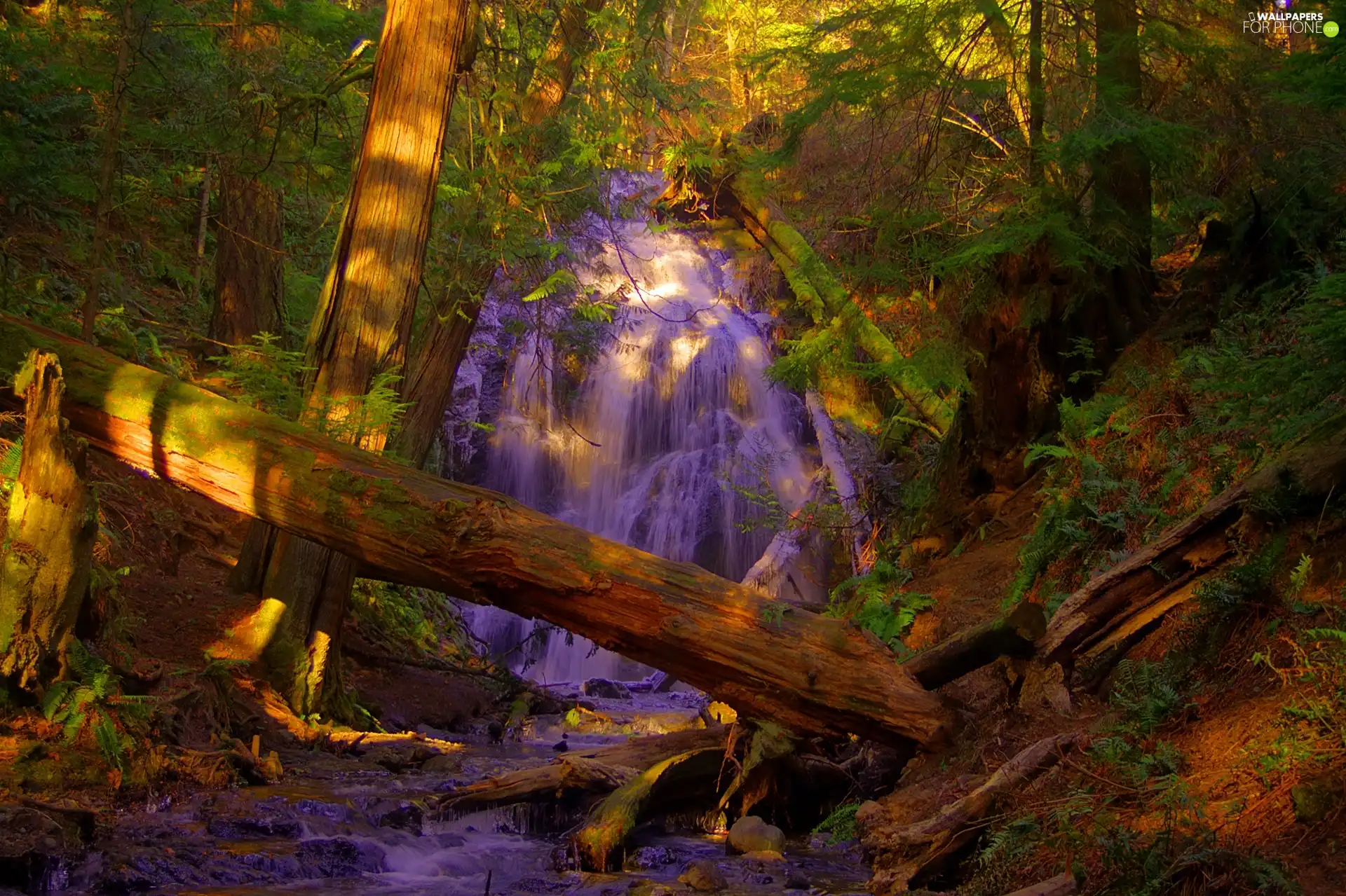 forest, light breaking through sky, waterfall, Fallen Trees