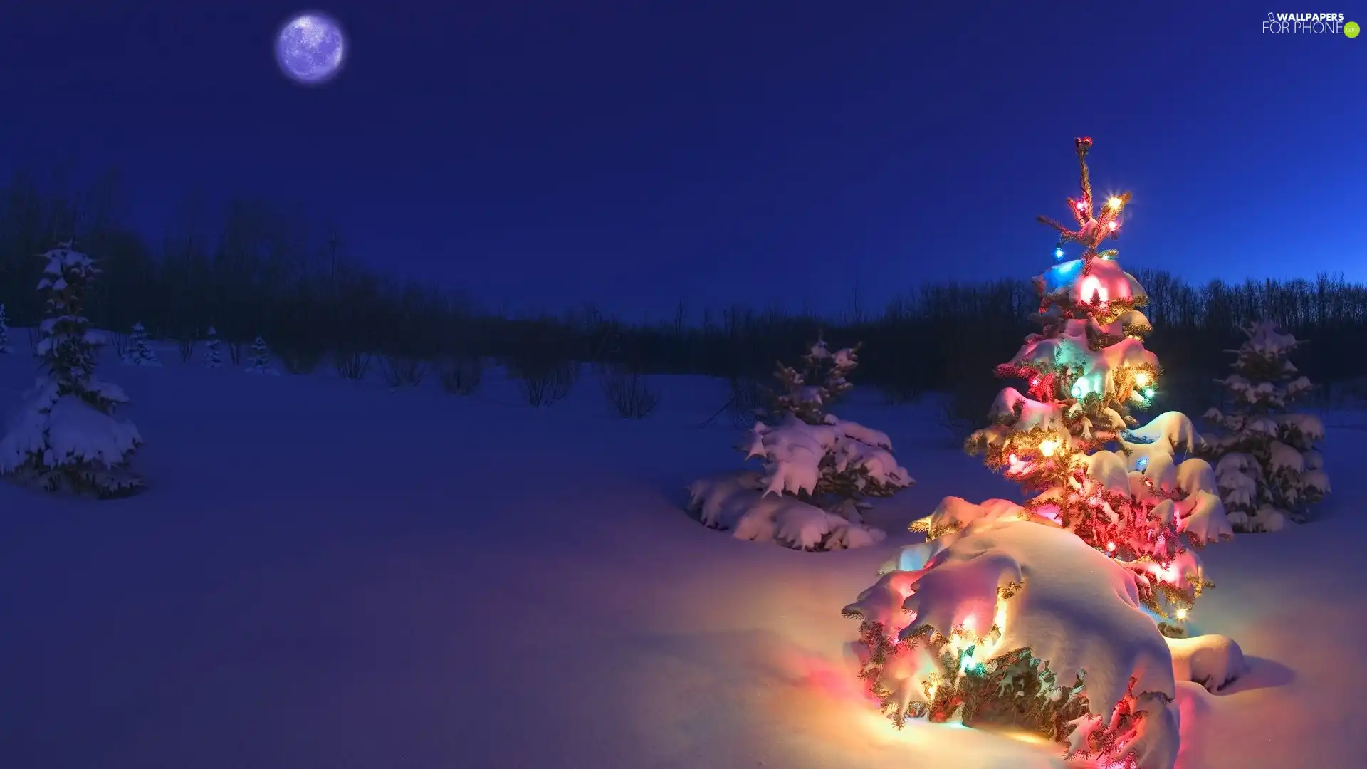 winter, christmas tree, Lights