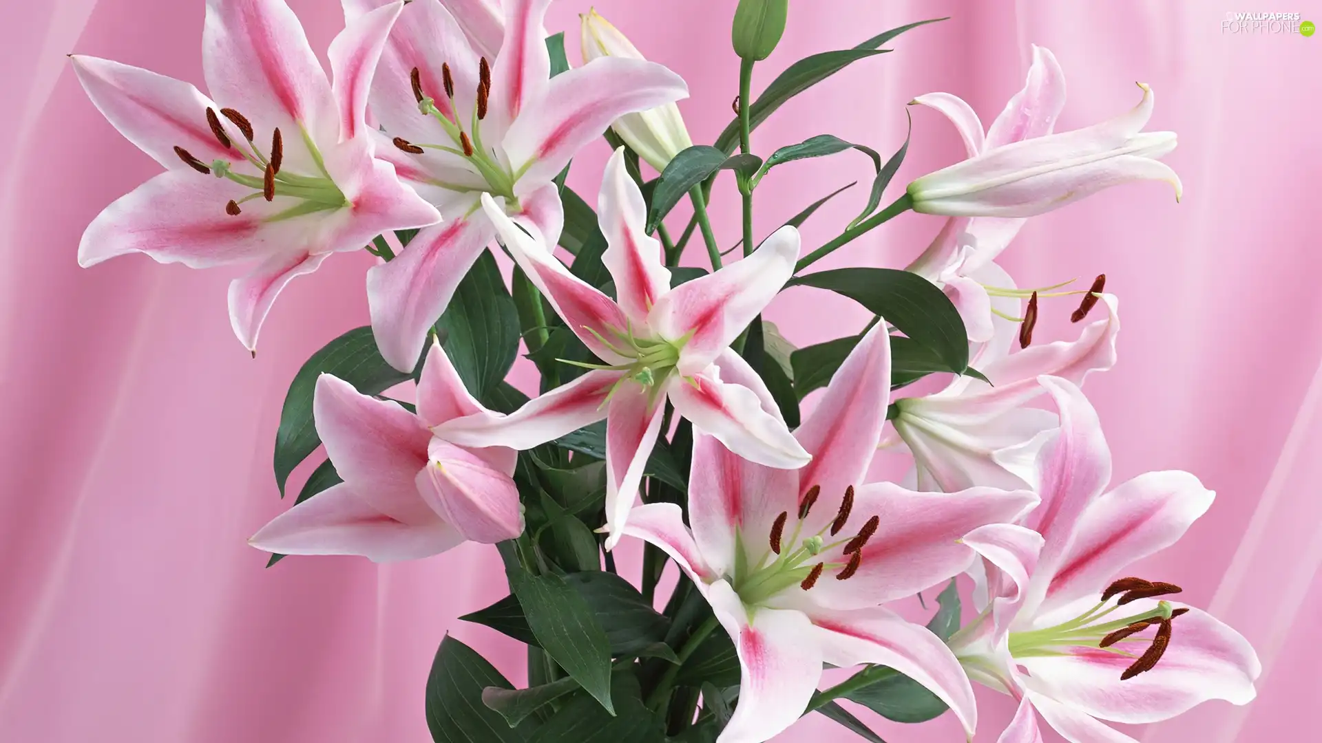 pink, lilies