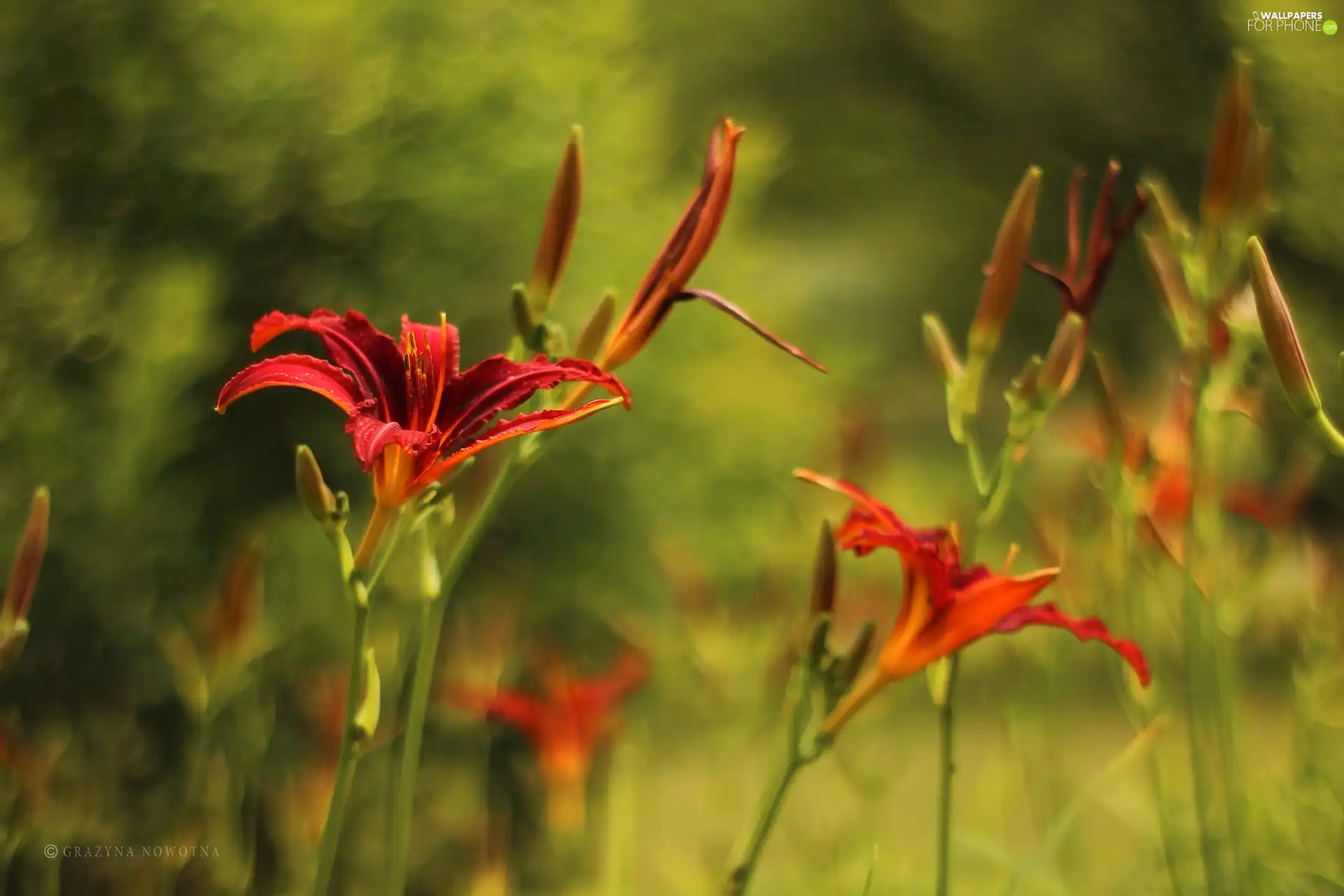 Red, Daylilies