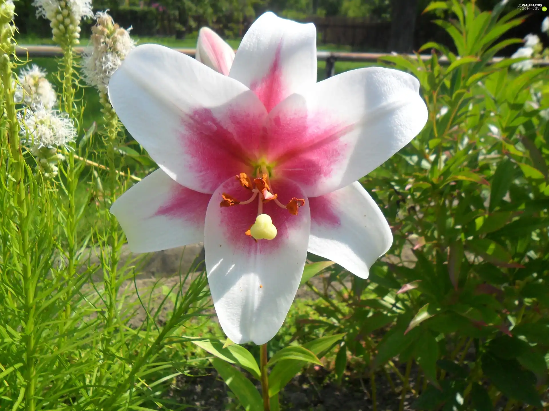 Beauty, Pink, Lily, white
