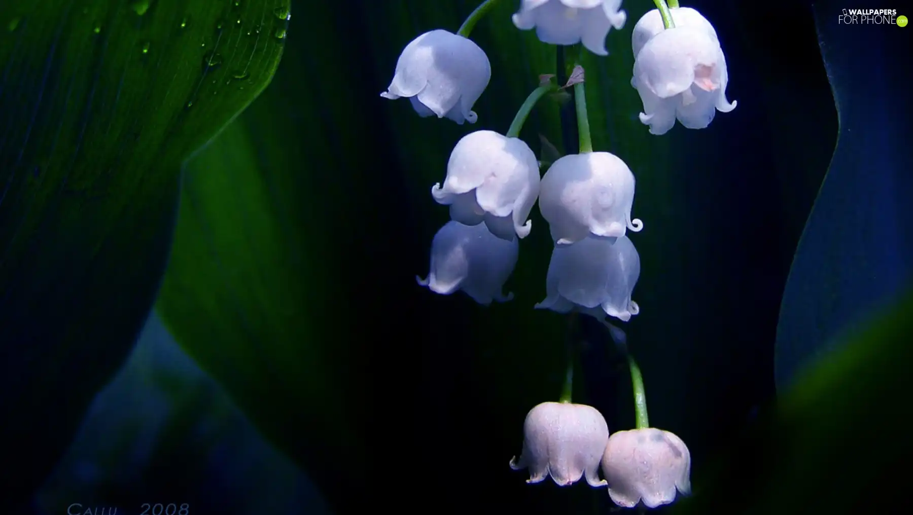 flowers, Lily of the Valley